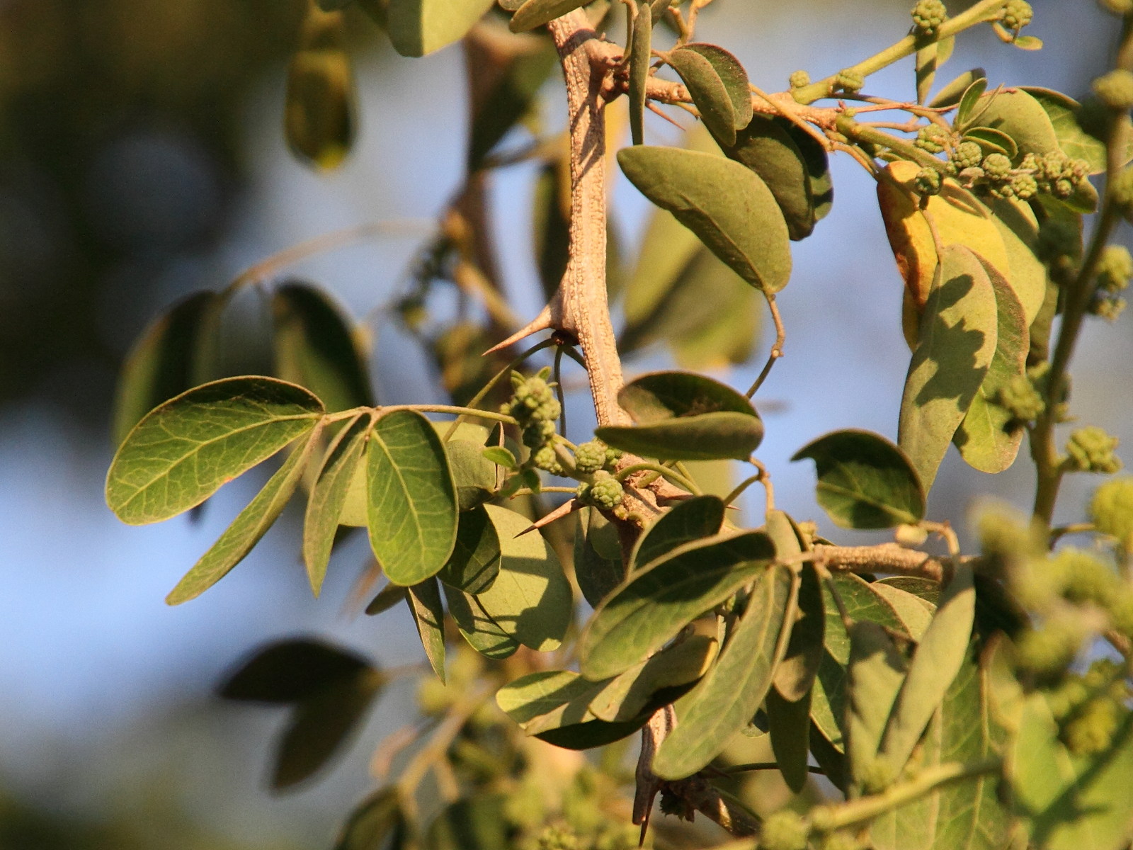 Afficher le média pithecellobium_dulce9md pithecellobium_dulce9md