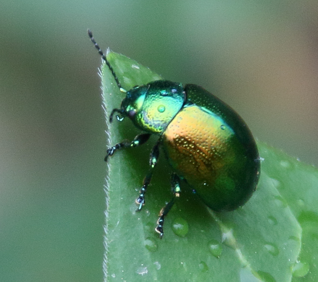 chrysolina_herbacea3bd