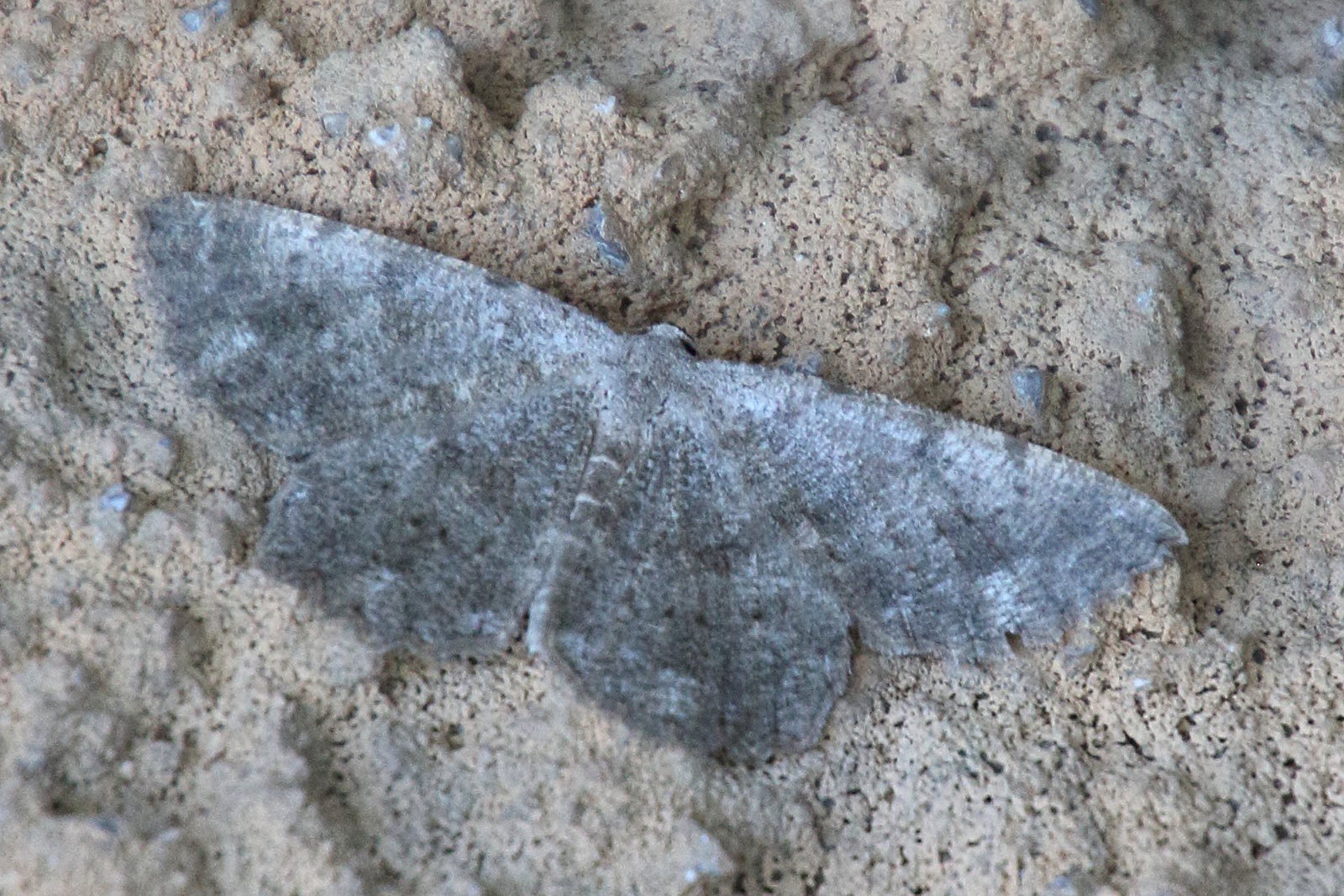 scopula_confinaria1bd