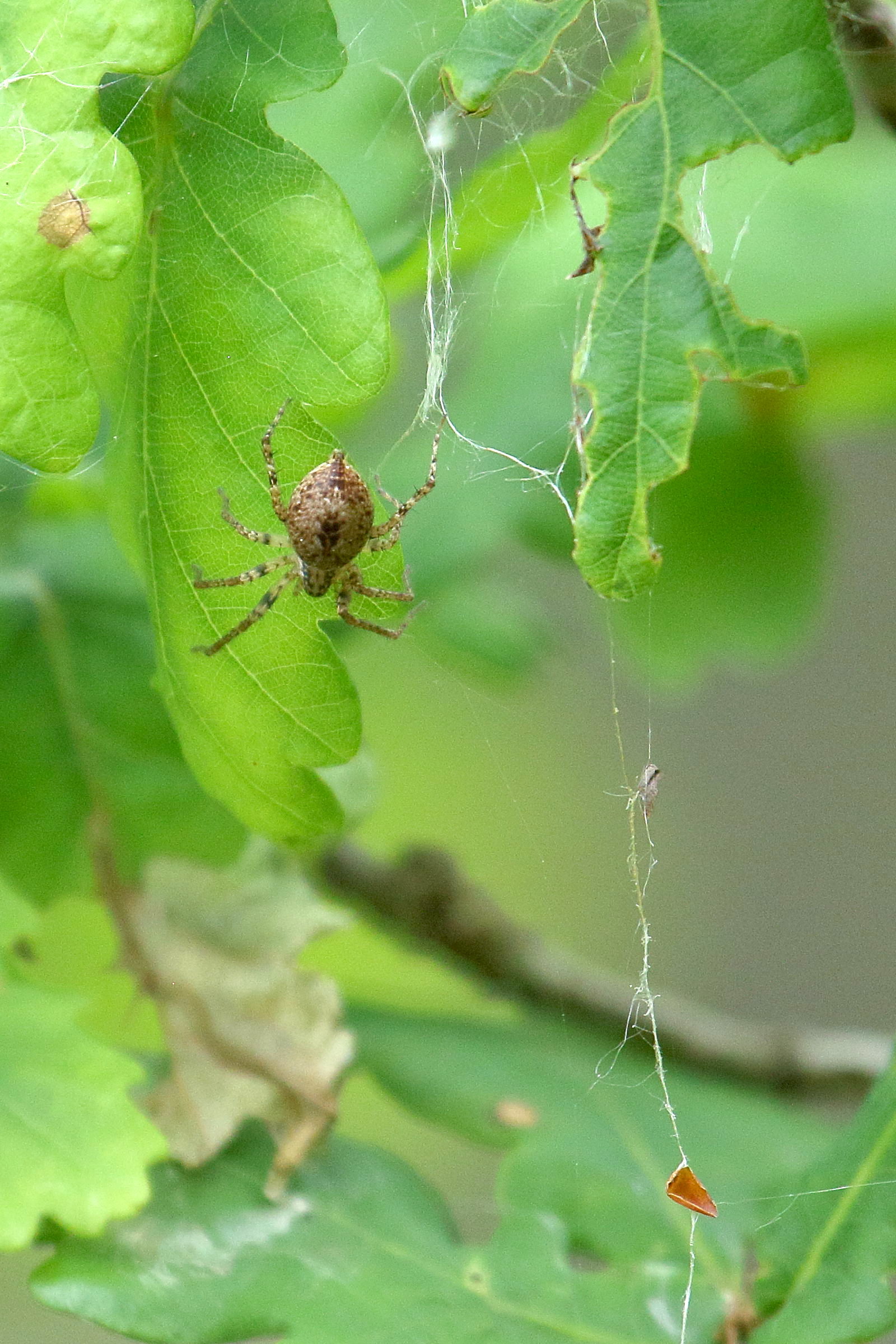 anyphaena_accentuata4bd