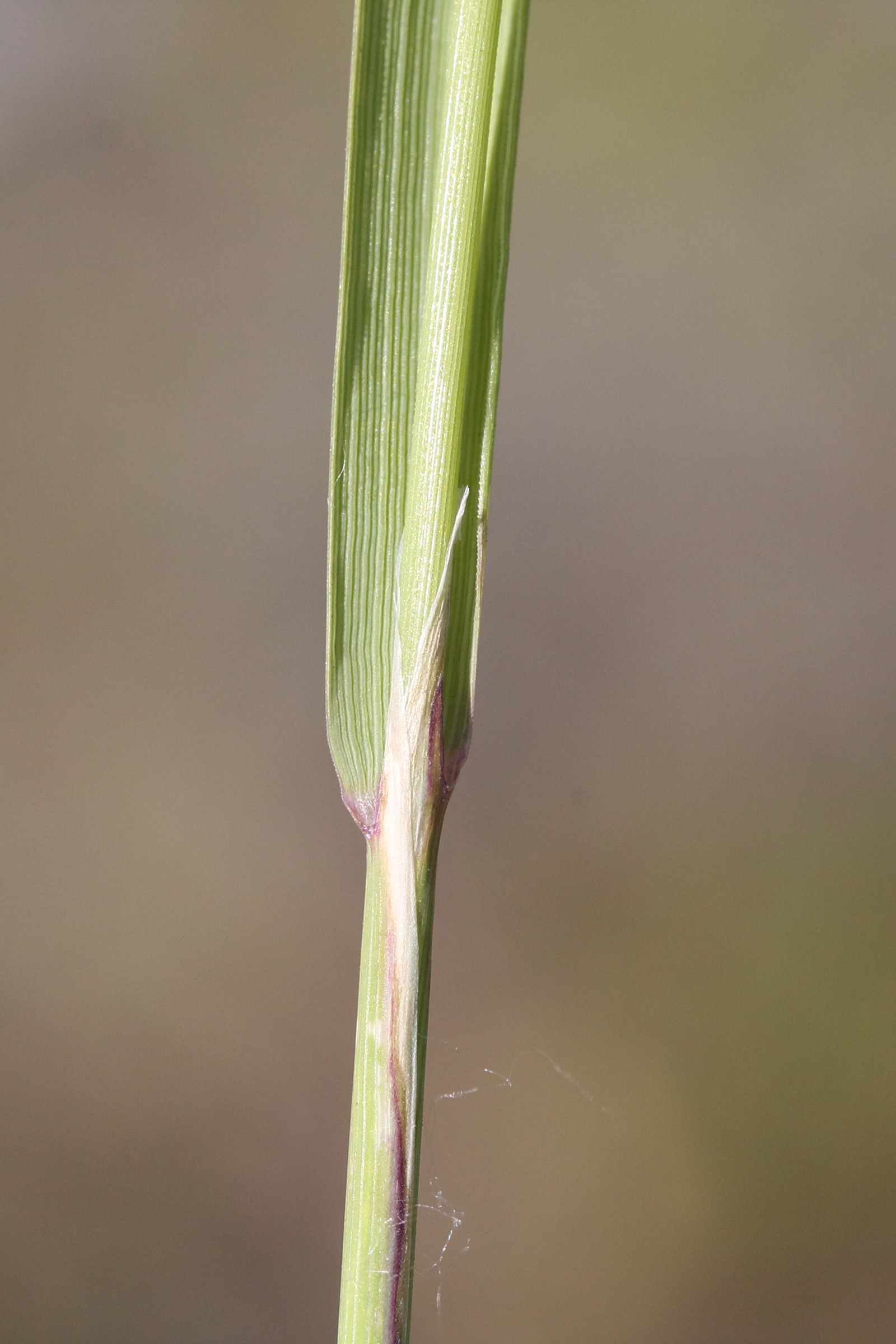 Afficher le média calamagrostis_epigeios6md calamagrostis_epigeios6md
