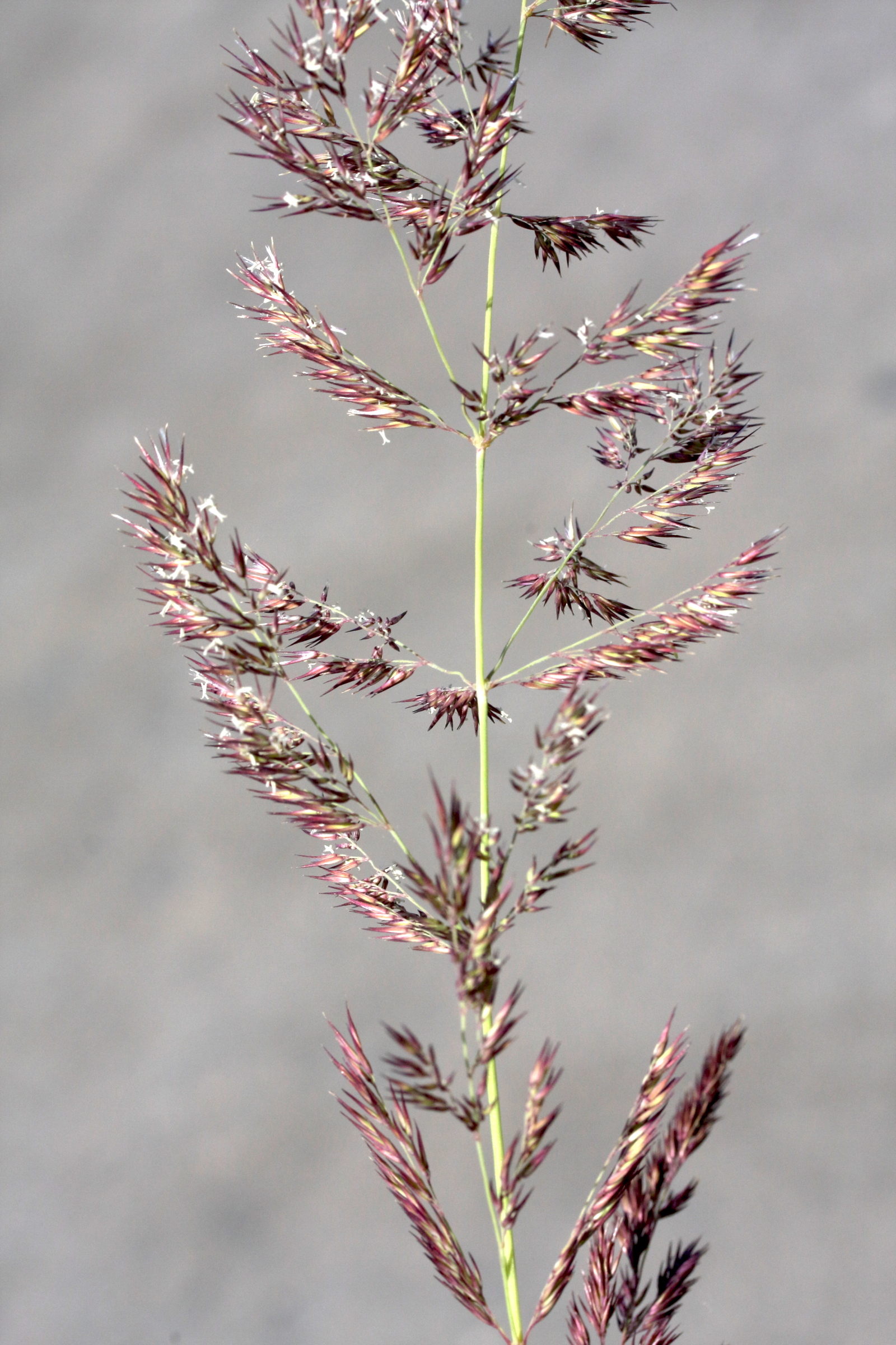 Afficher le média calamagrostis_epigeios7md calamagrostis_epigeios7md