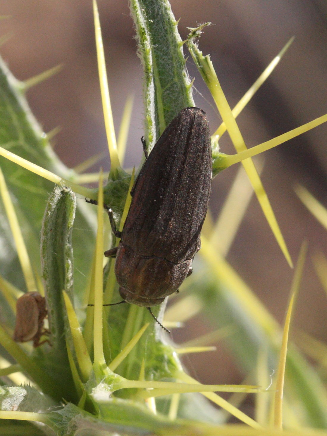 sphenoptera_rauca2md