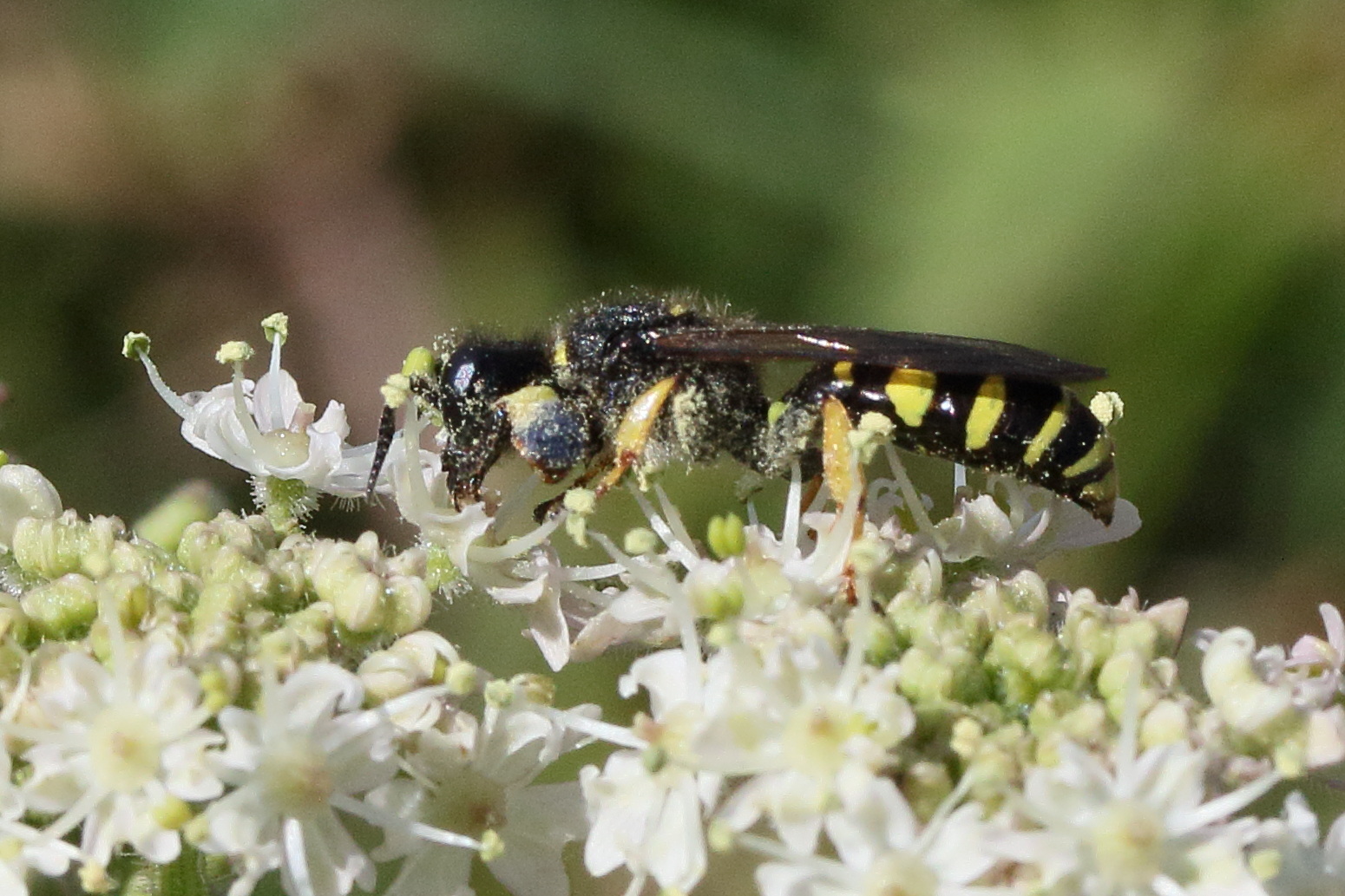 crabro_cribrarius3md