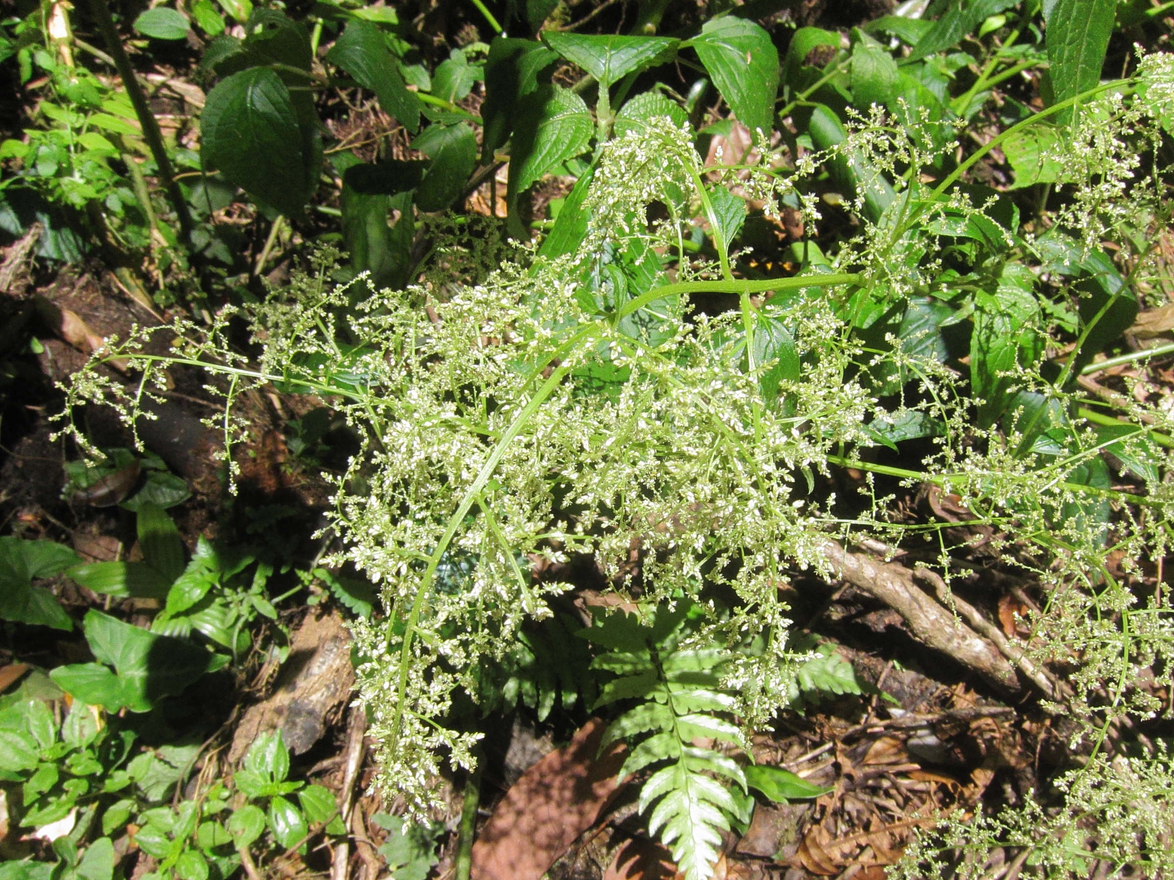 Afficher le média iresine_diffusa2bd iresine_diffusa2bd