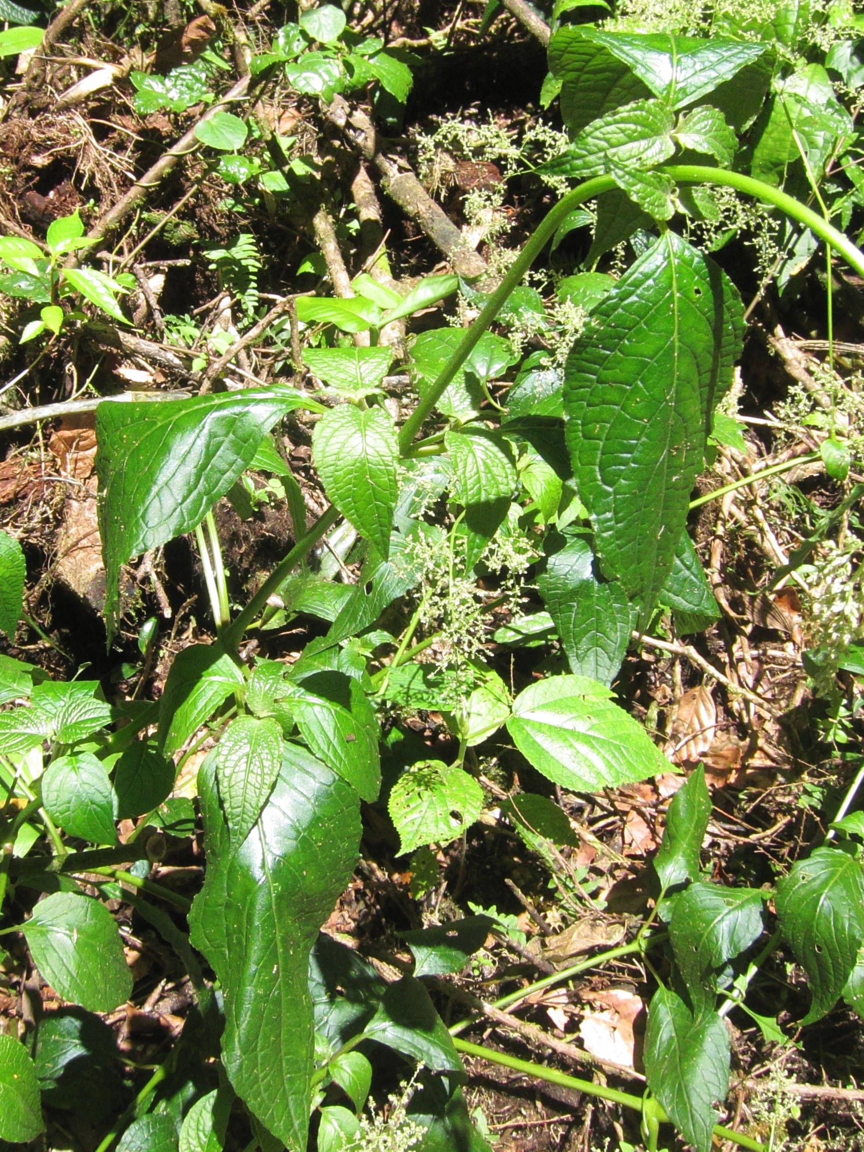 Afficher le média iresine_diffusa3bd iresine_diffusa3bd