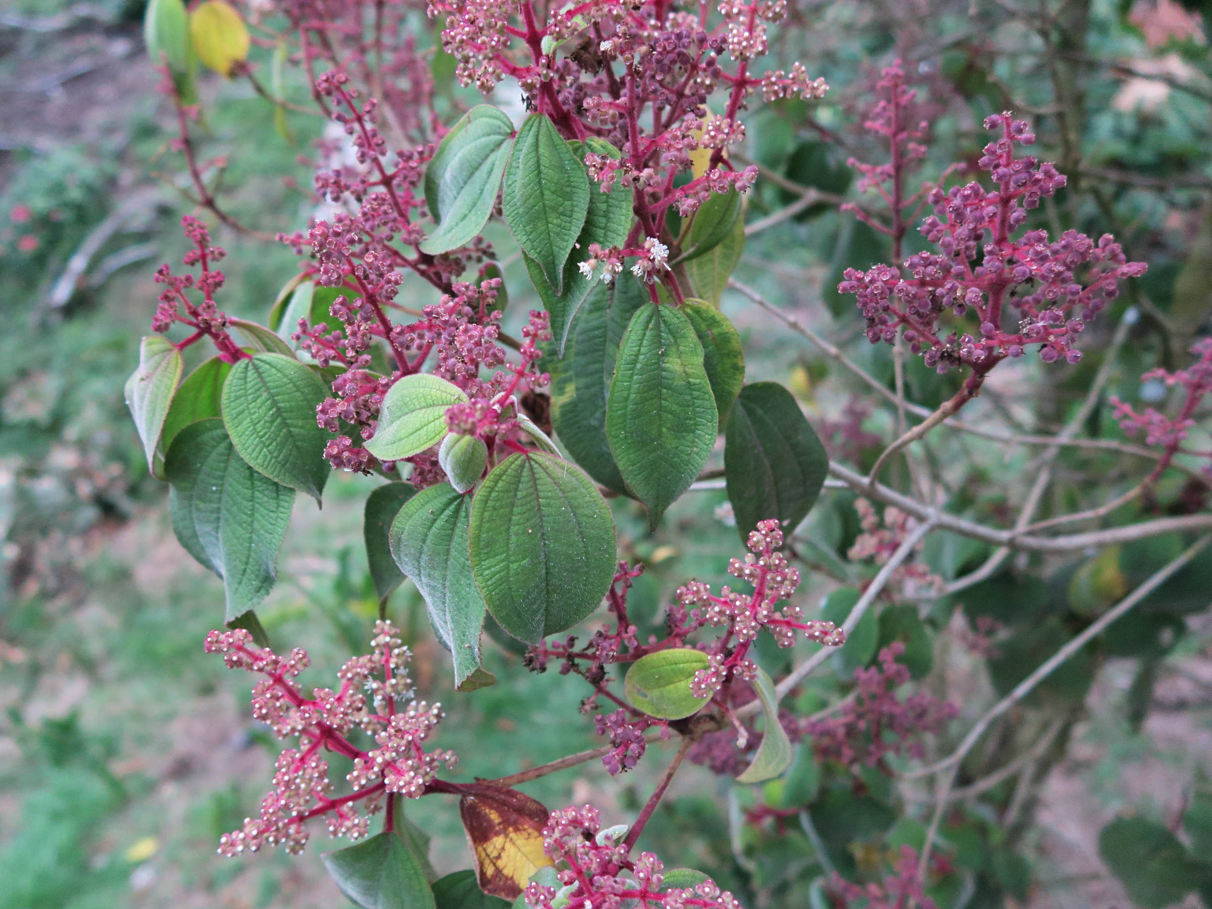 Afficher le média leandra_granatensi1md leandra_granatensi1md