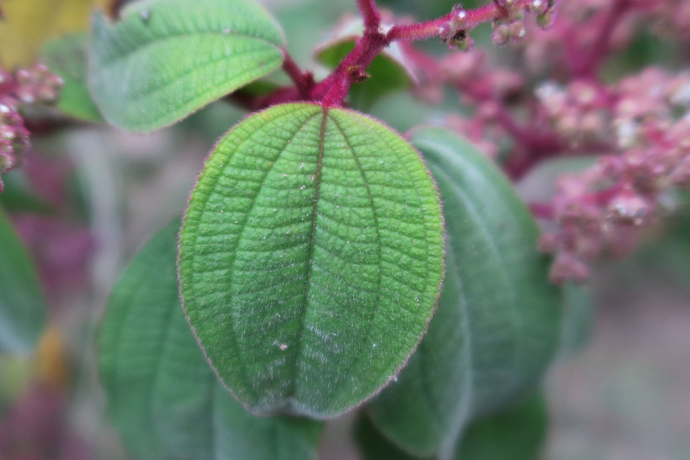 Afficher le média leandra_granatensi3md leandra_granatensi3md