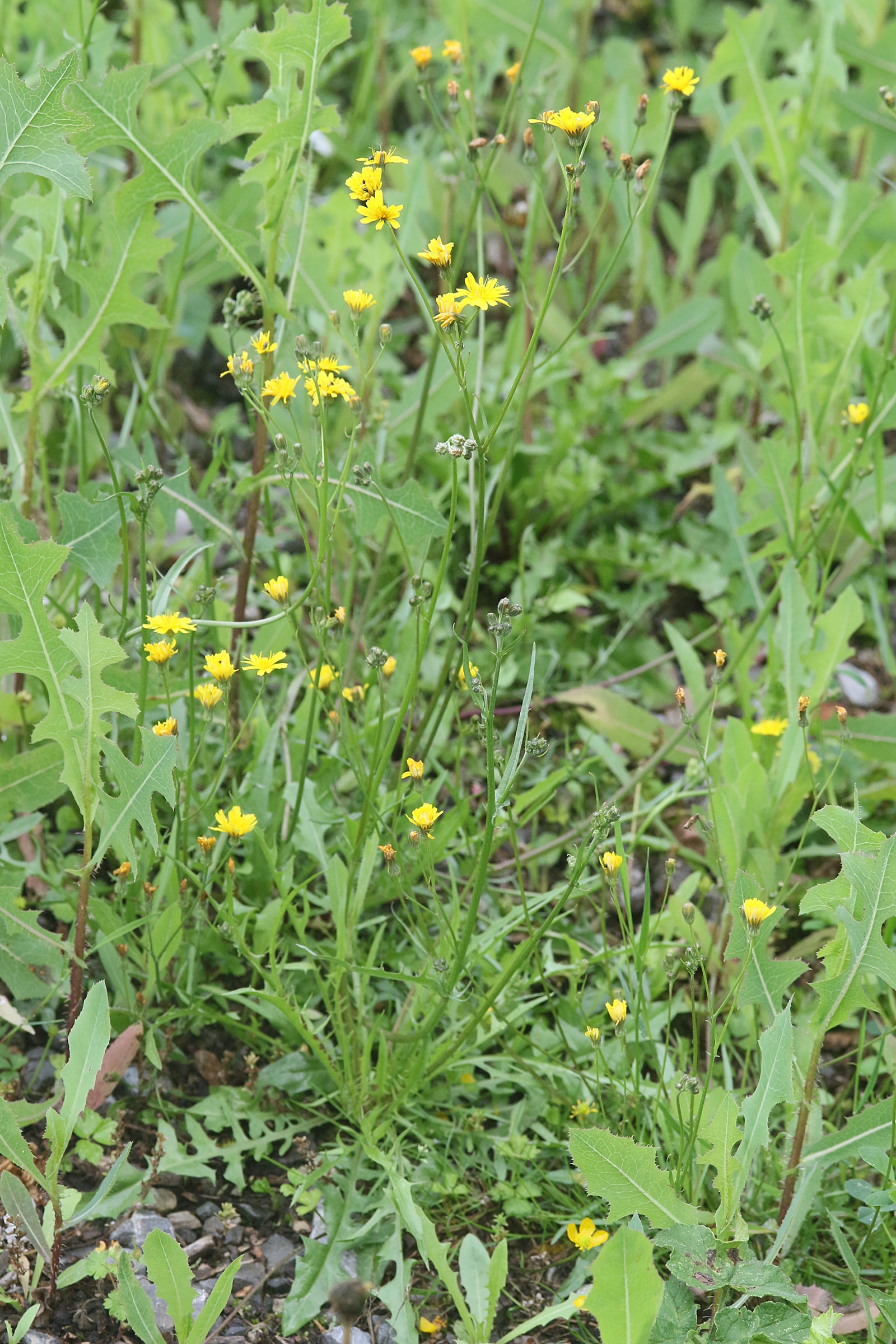 Afficher le média crepis_capillaris6md crepis_capillaris6md