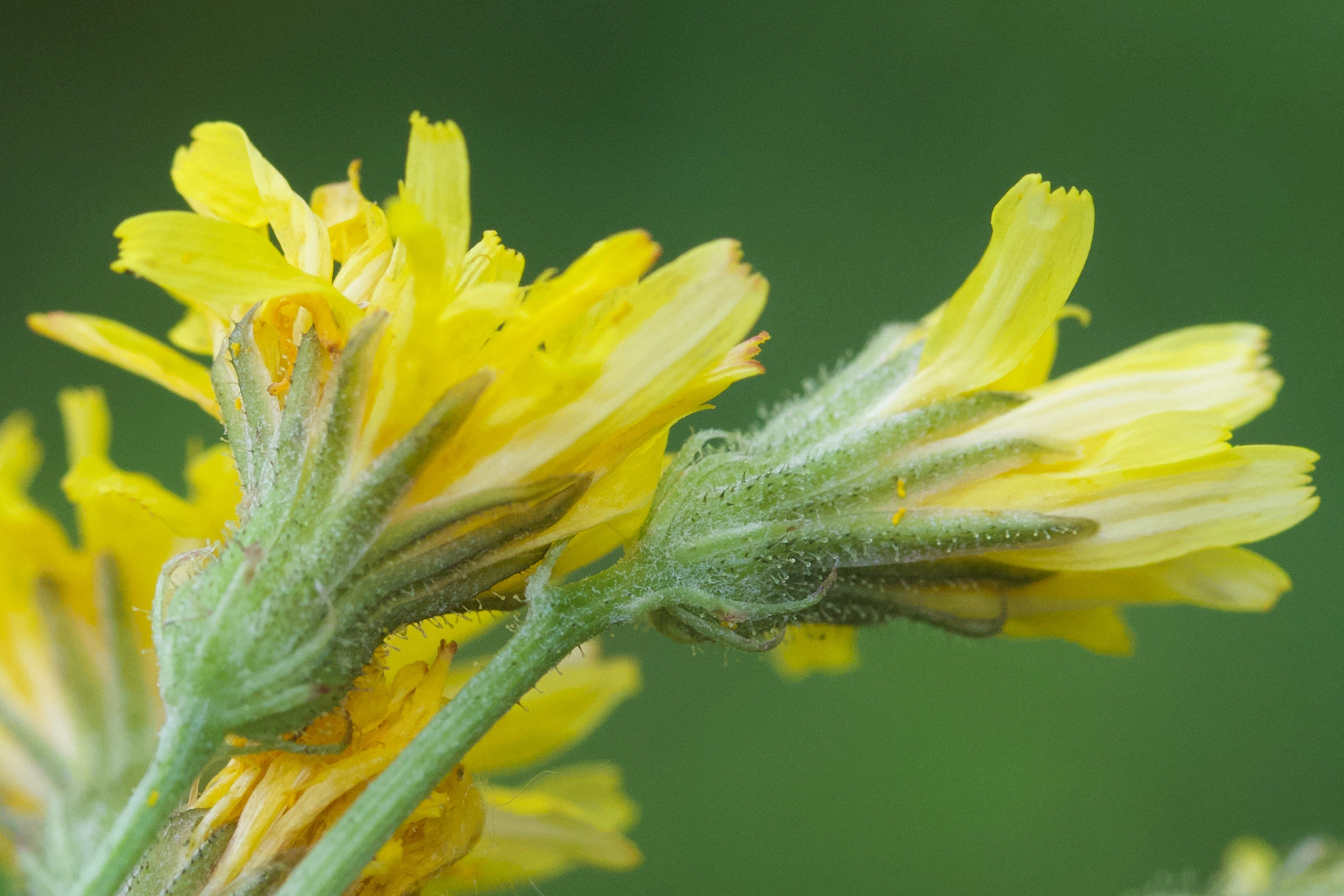 Afficher le média crepis_capillaris7md crepis_capillaris7md