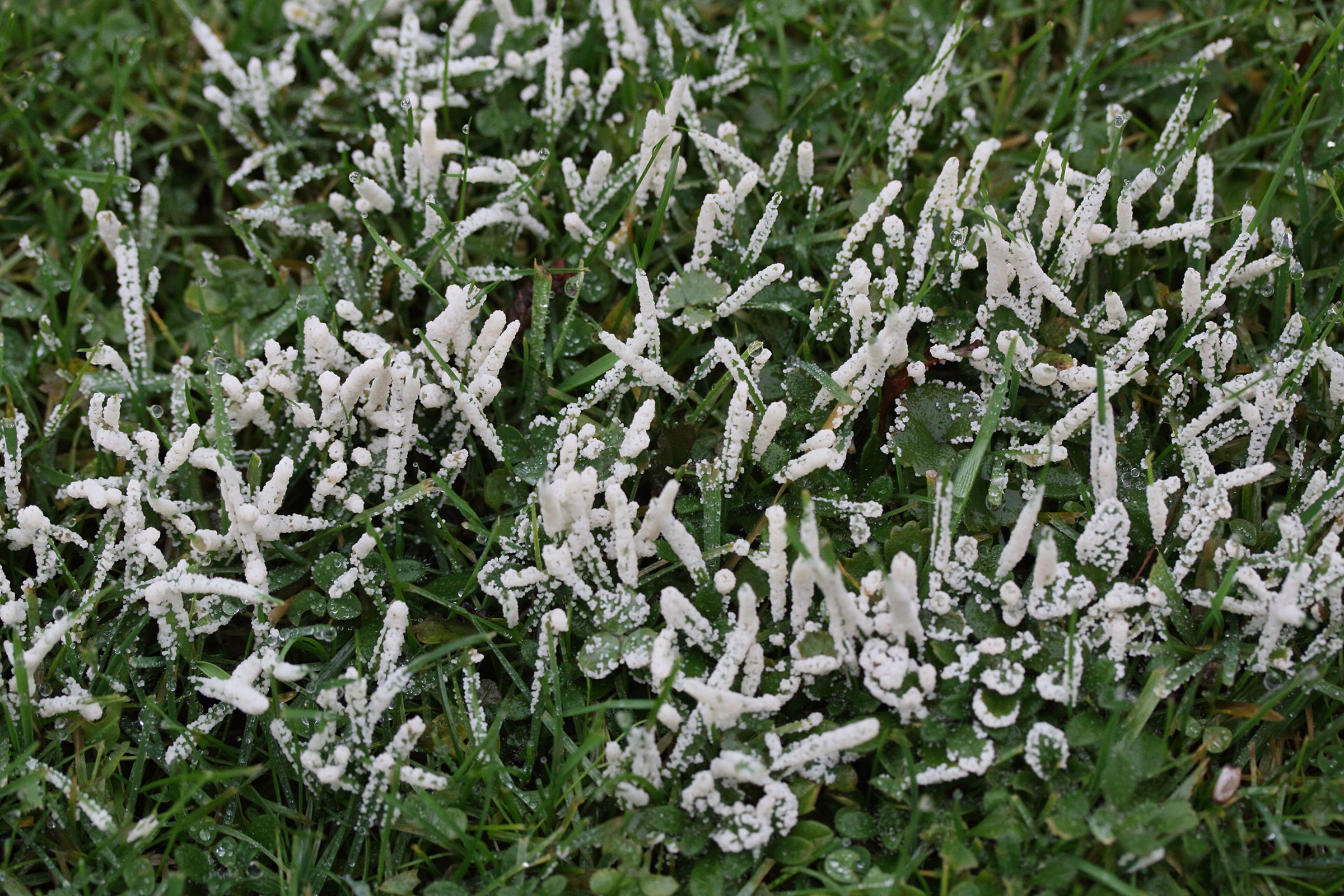 mucilago_crustacea1md