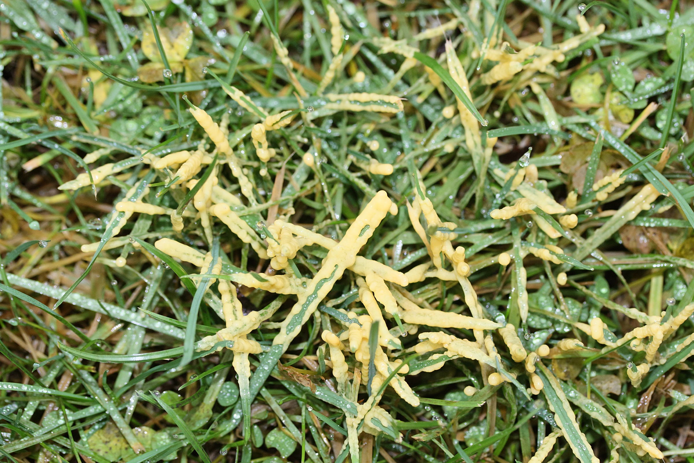 mucilago_crustacea3md