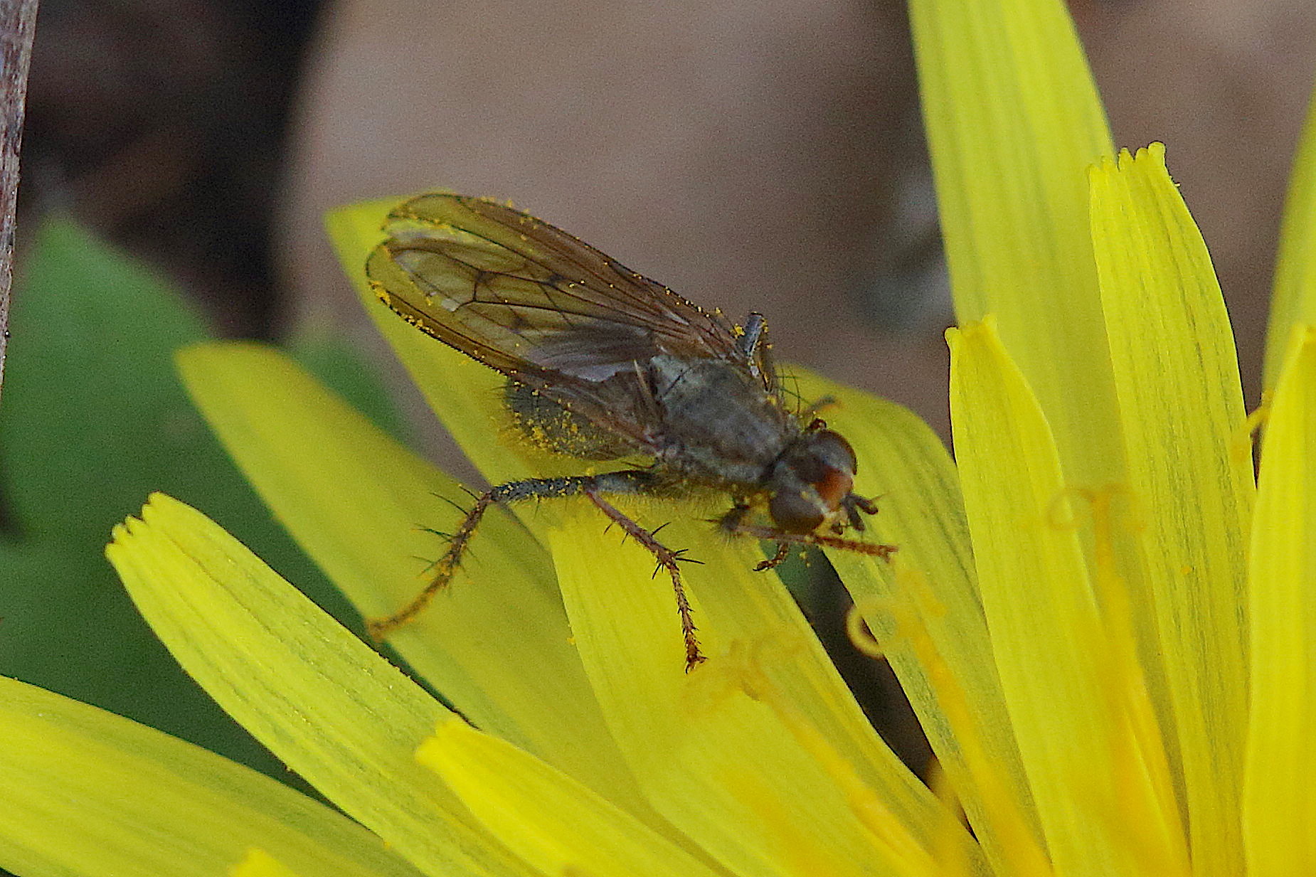 scatophaga_stercoraria12md