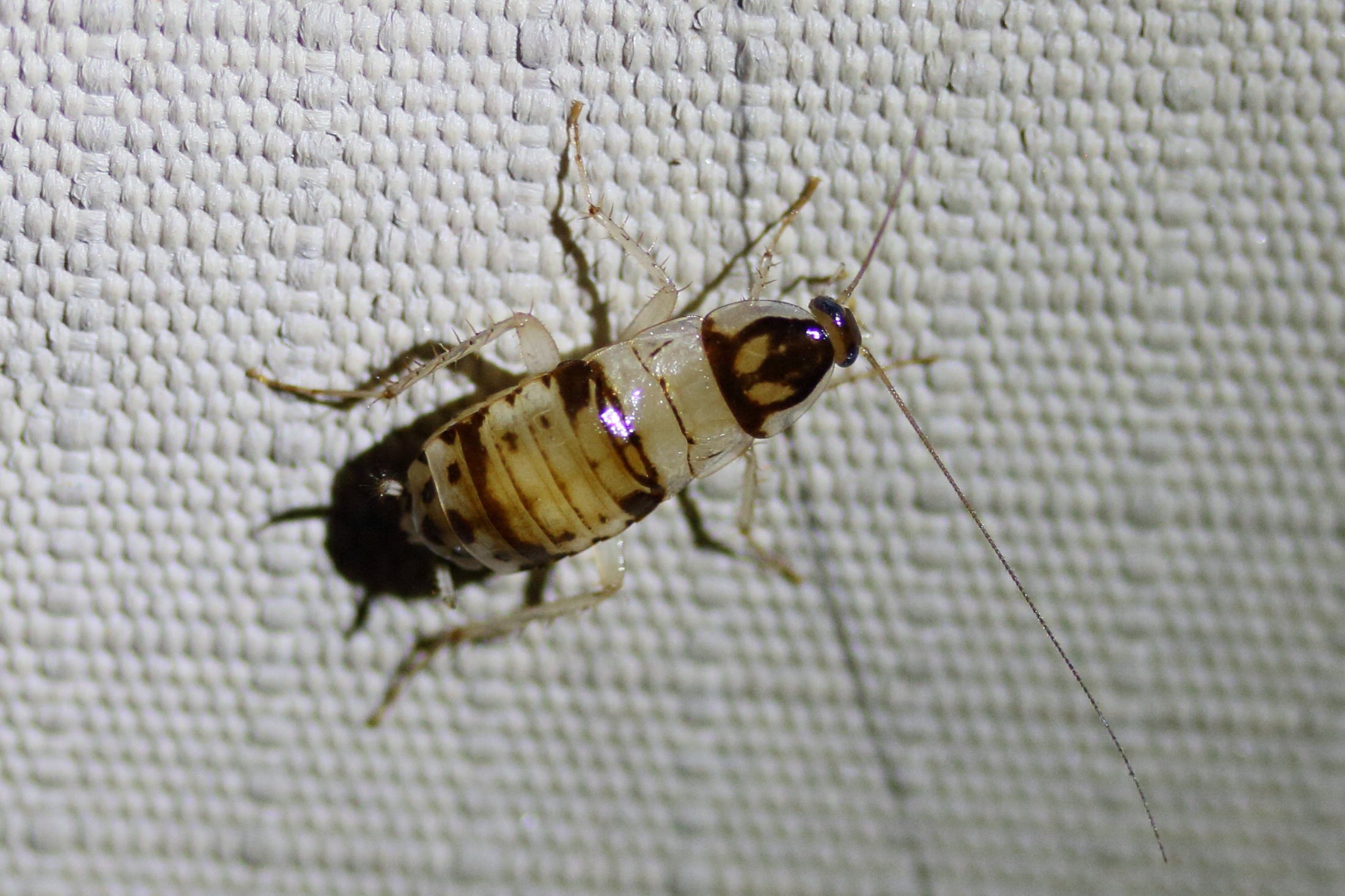 supella_longipalpa1md