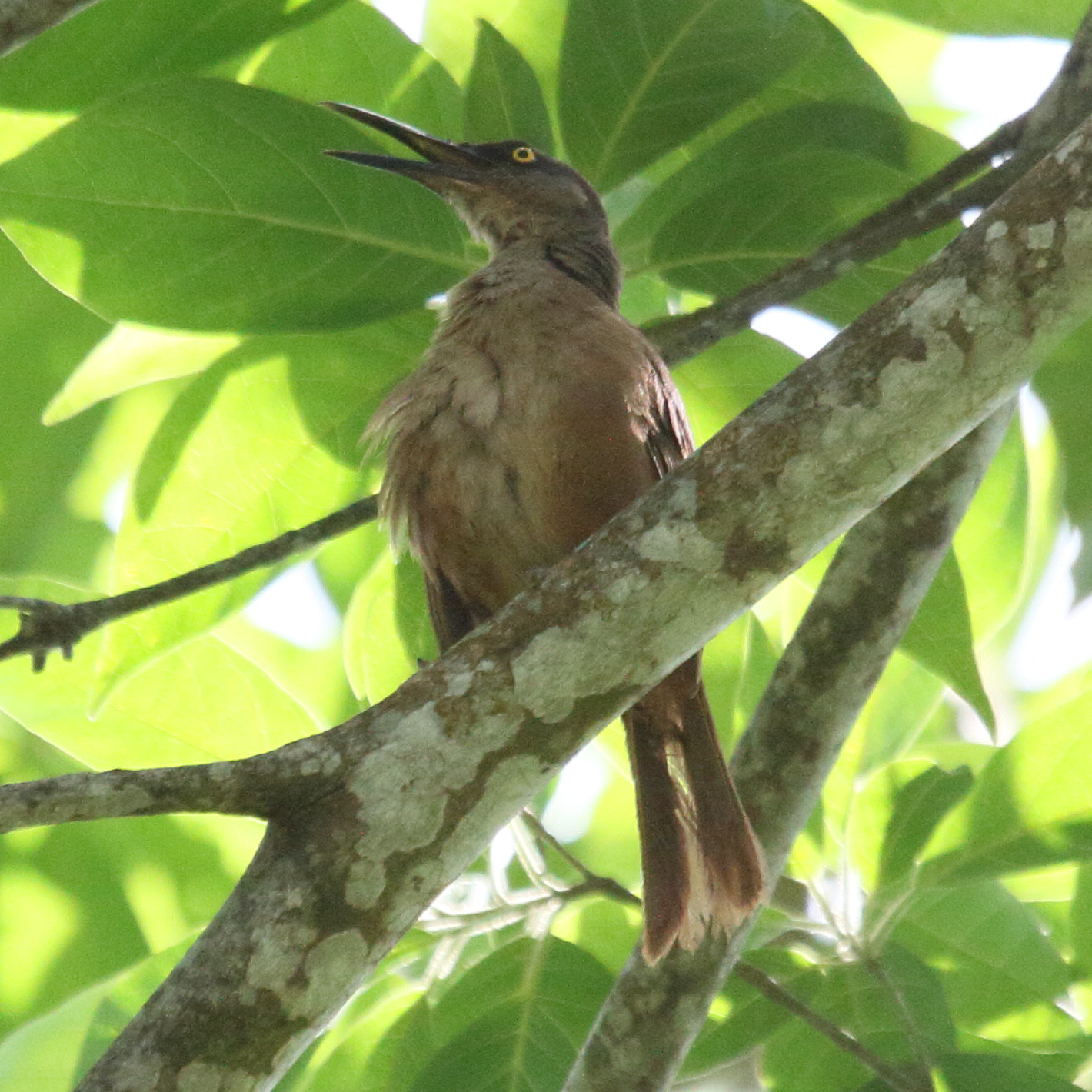 trembleur_brun_-_cinclocerthia_ruficauda1bd