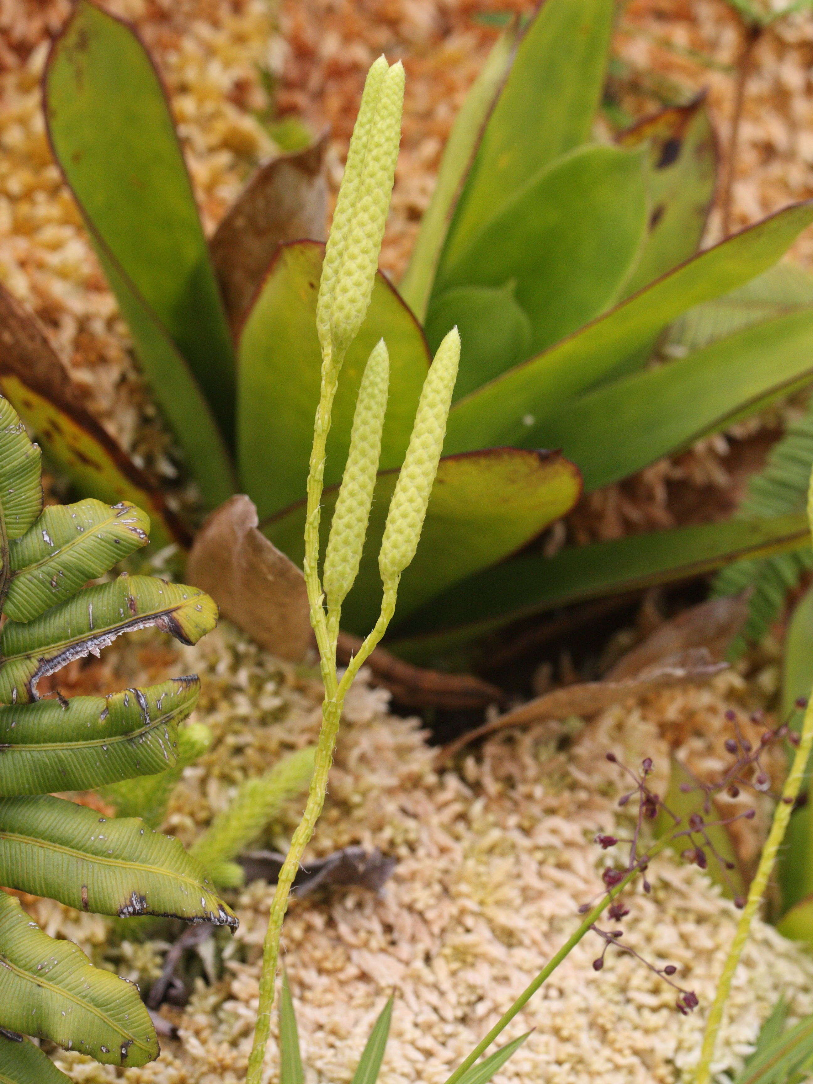 lycopodium_clavatum5md