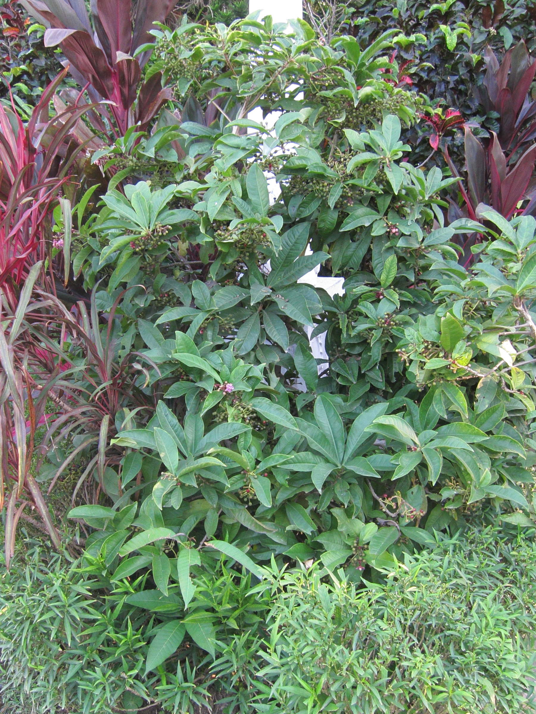 ardisia_elliptica3bd