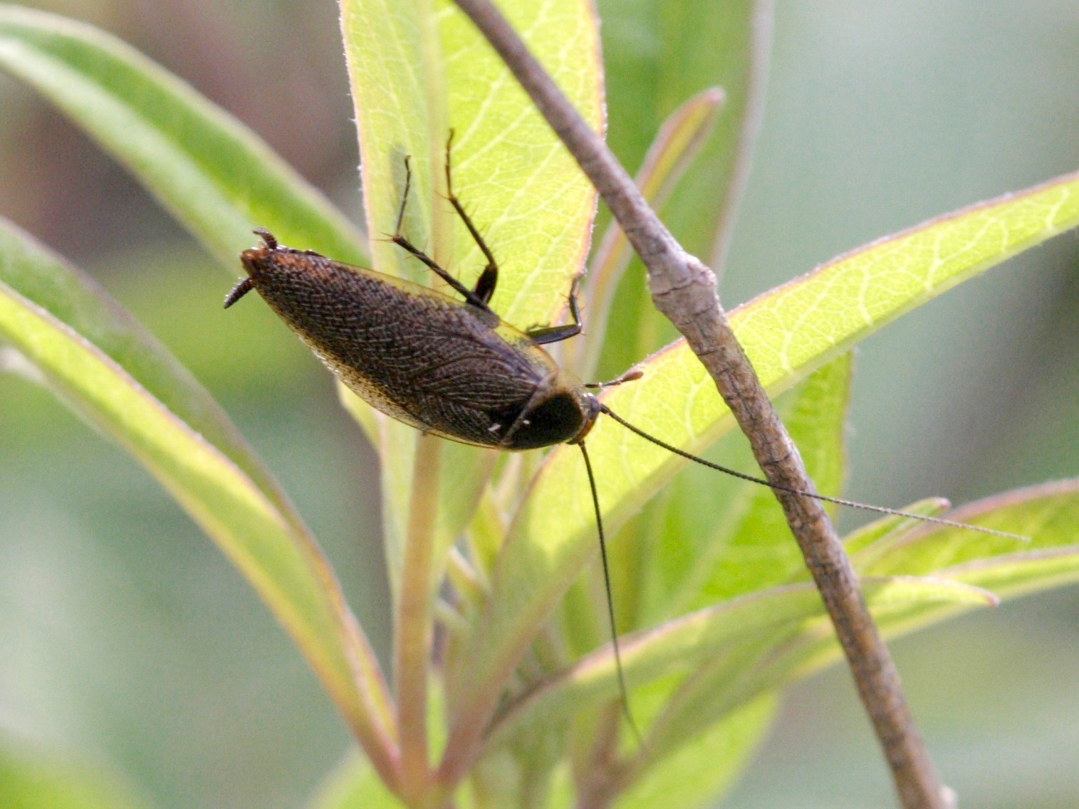 ectobius_lapponicus4md