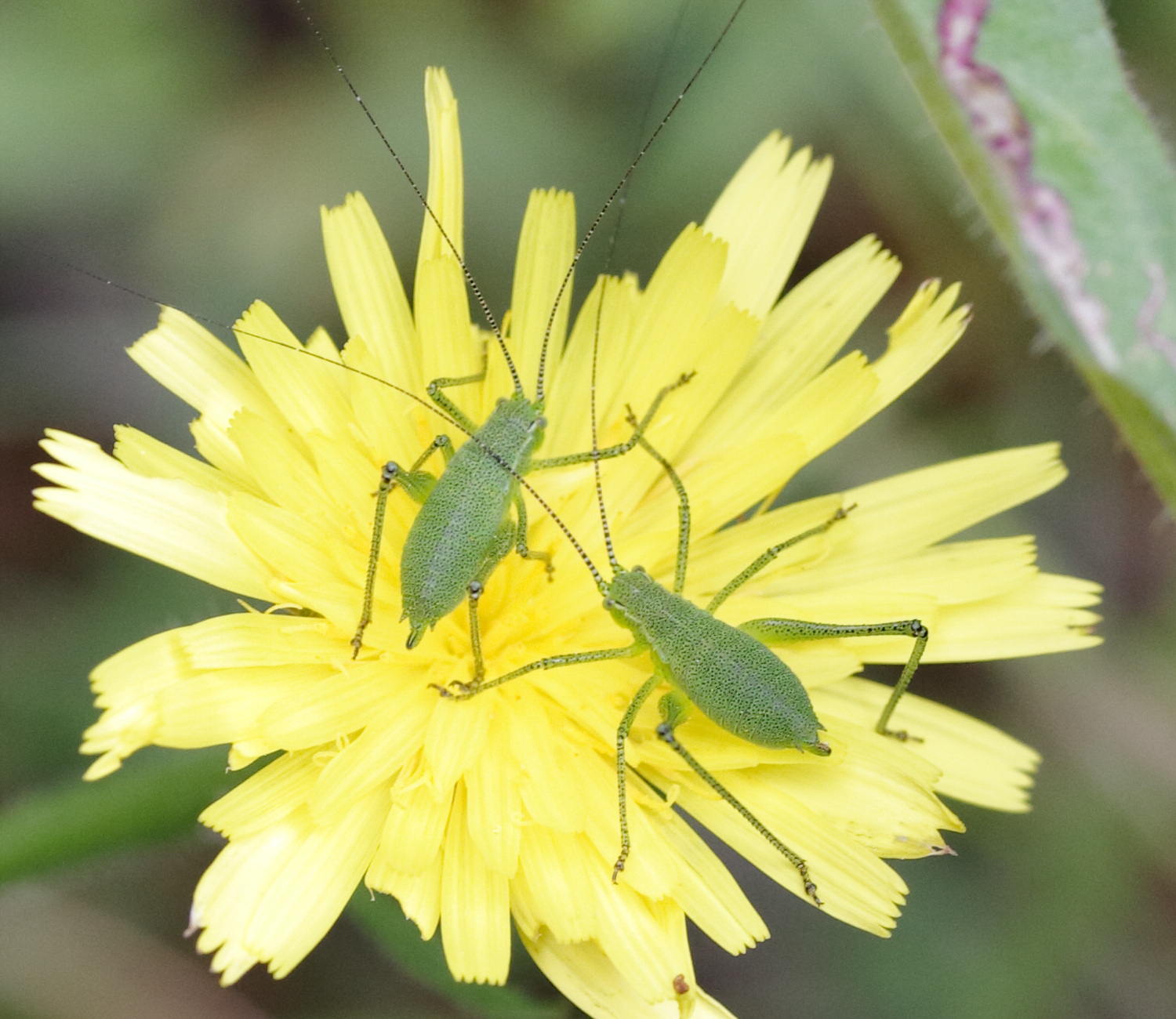 leptophyes_punctatissima7md