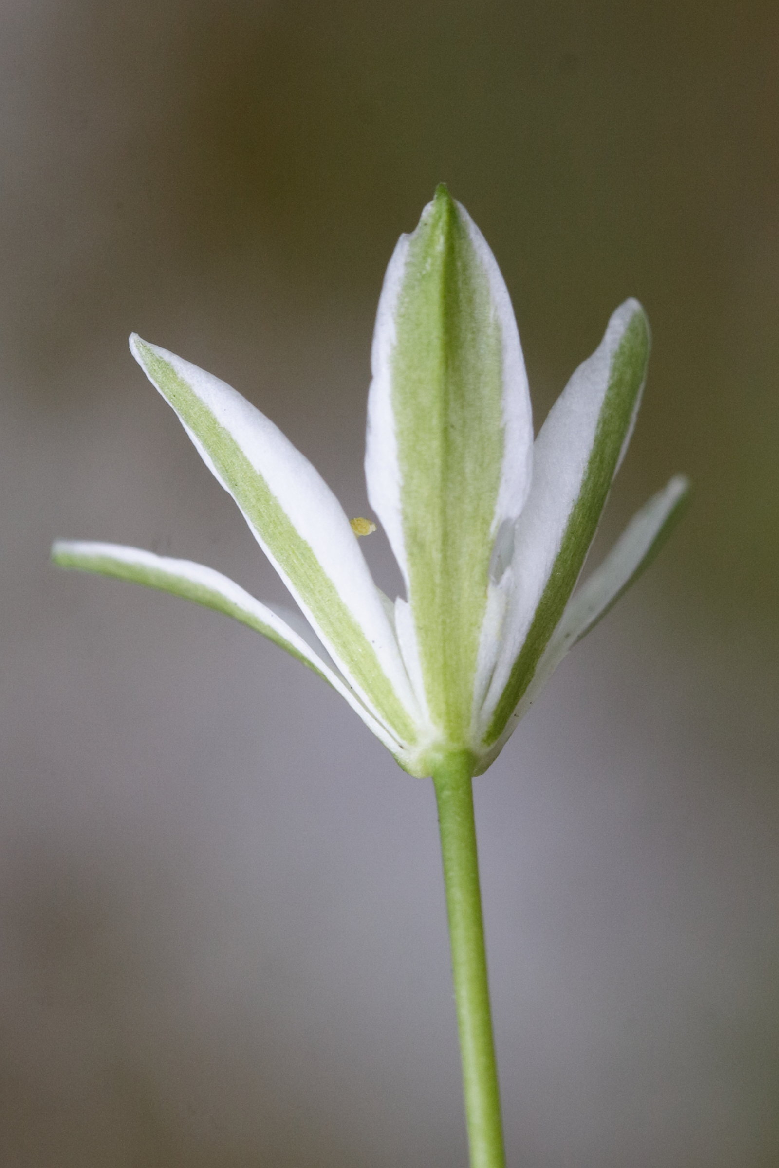 Afficher le média ornithogalum_umbellatum4md ornithogalum_umbellatum4md