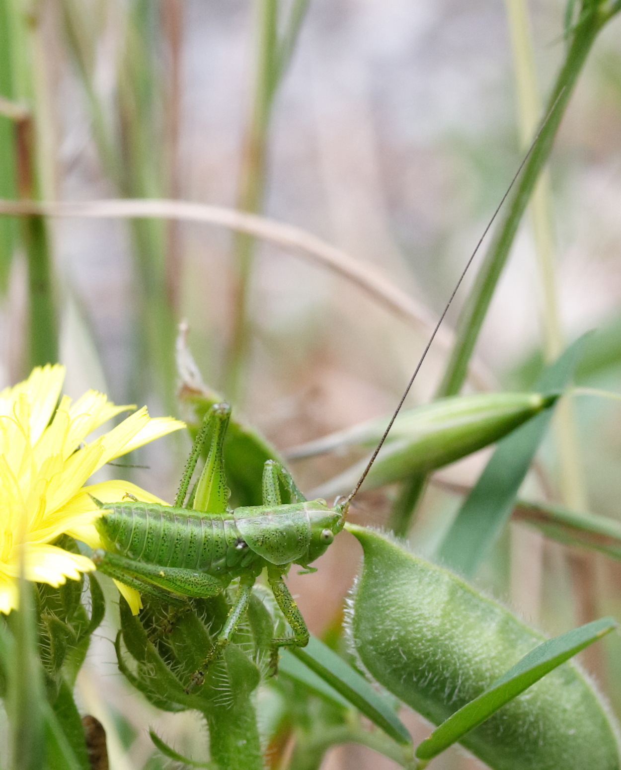 tettigonia_viridissima8md