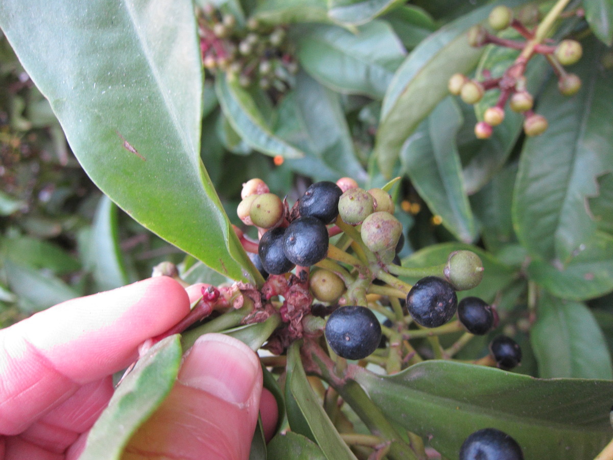 ardisia_elliptica4bd