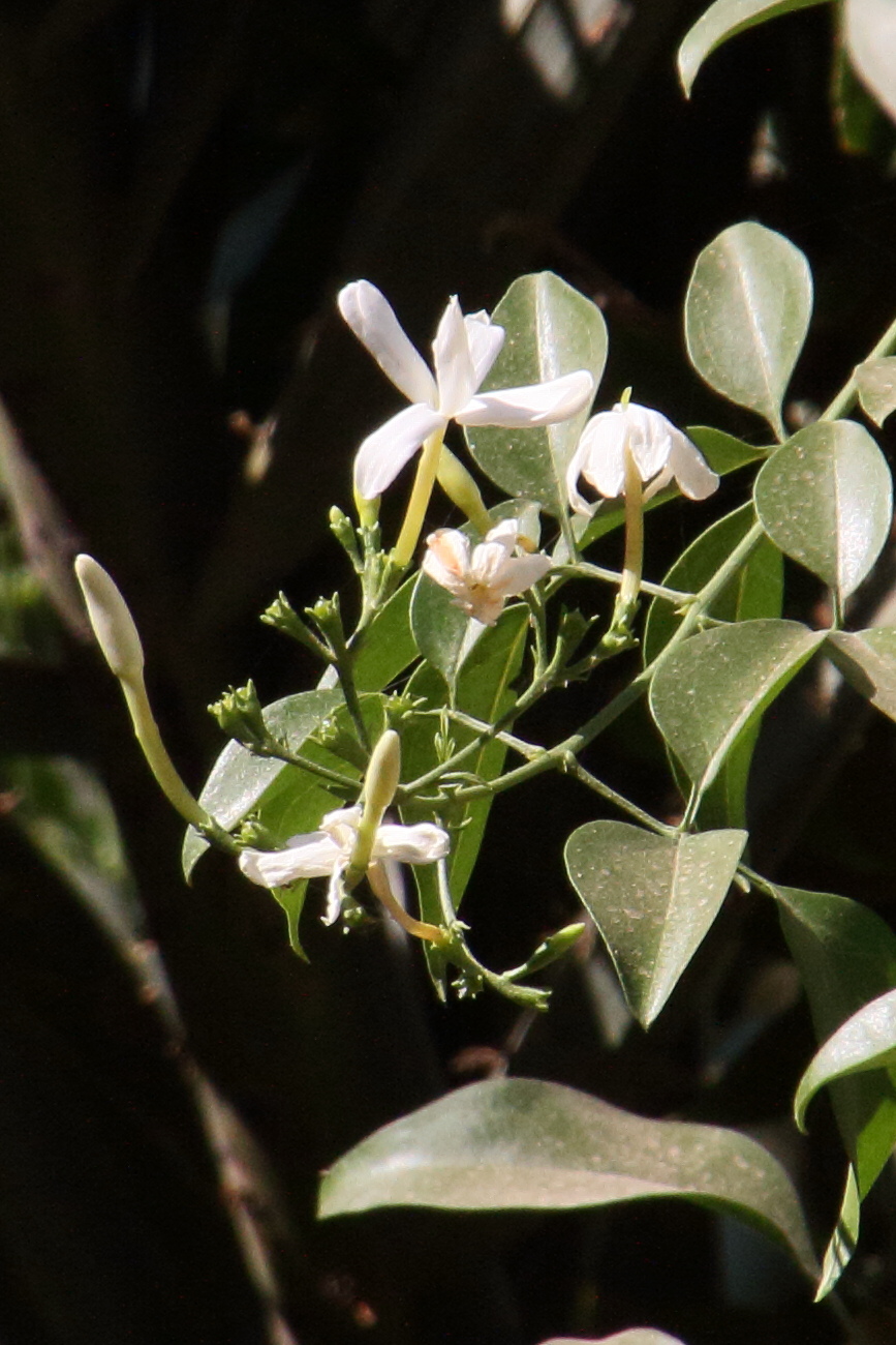 jasminum_fluminense2md