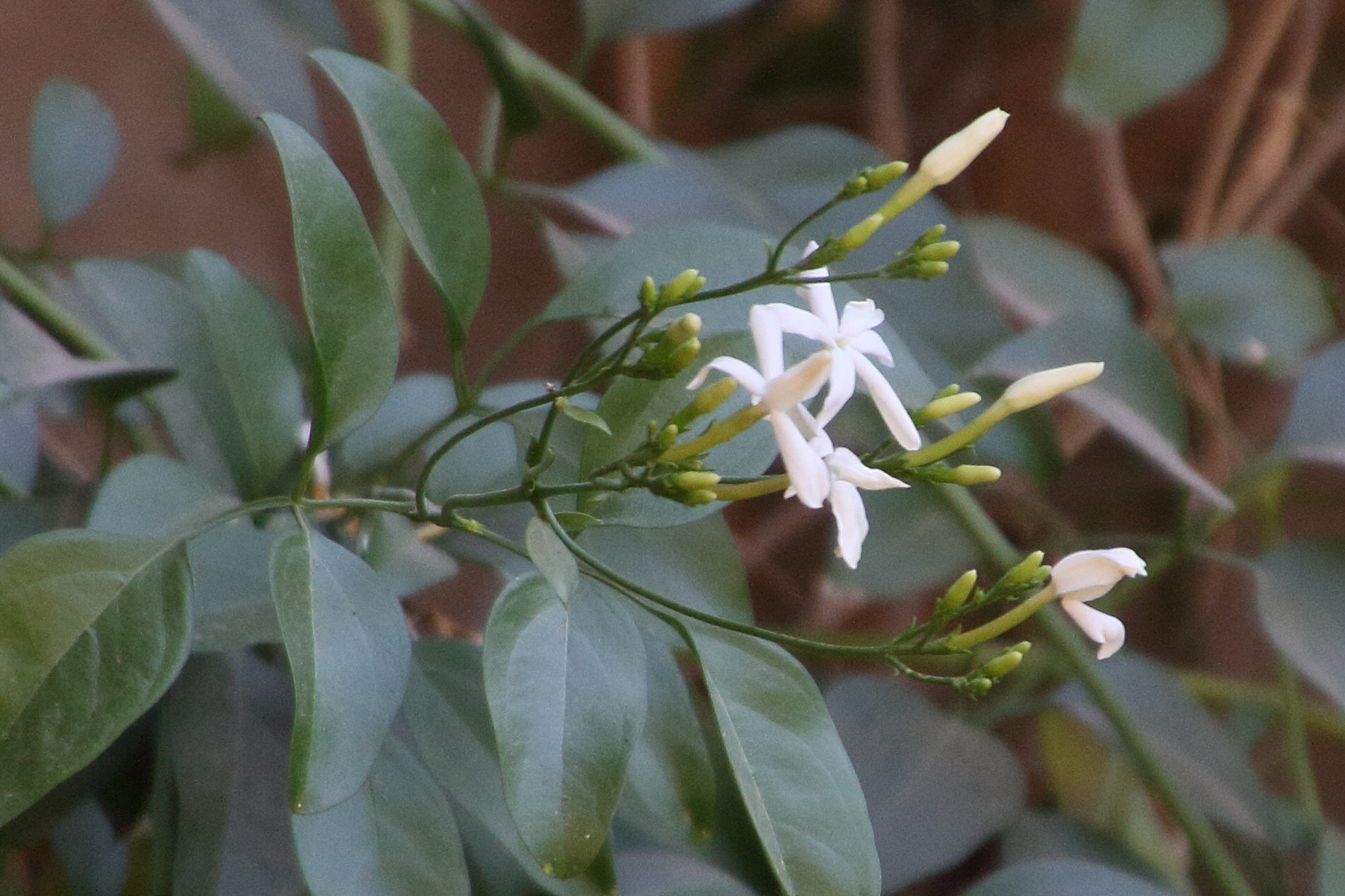 jasminum_fluminense3md