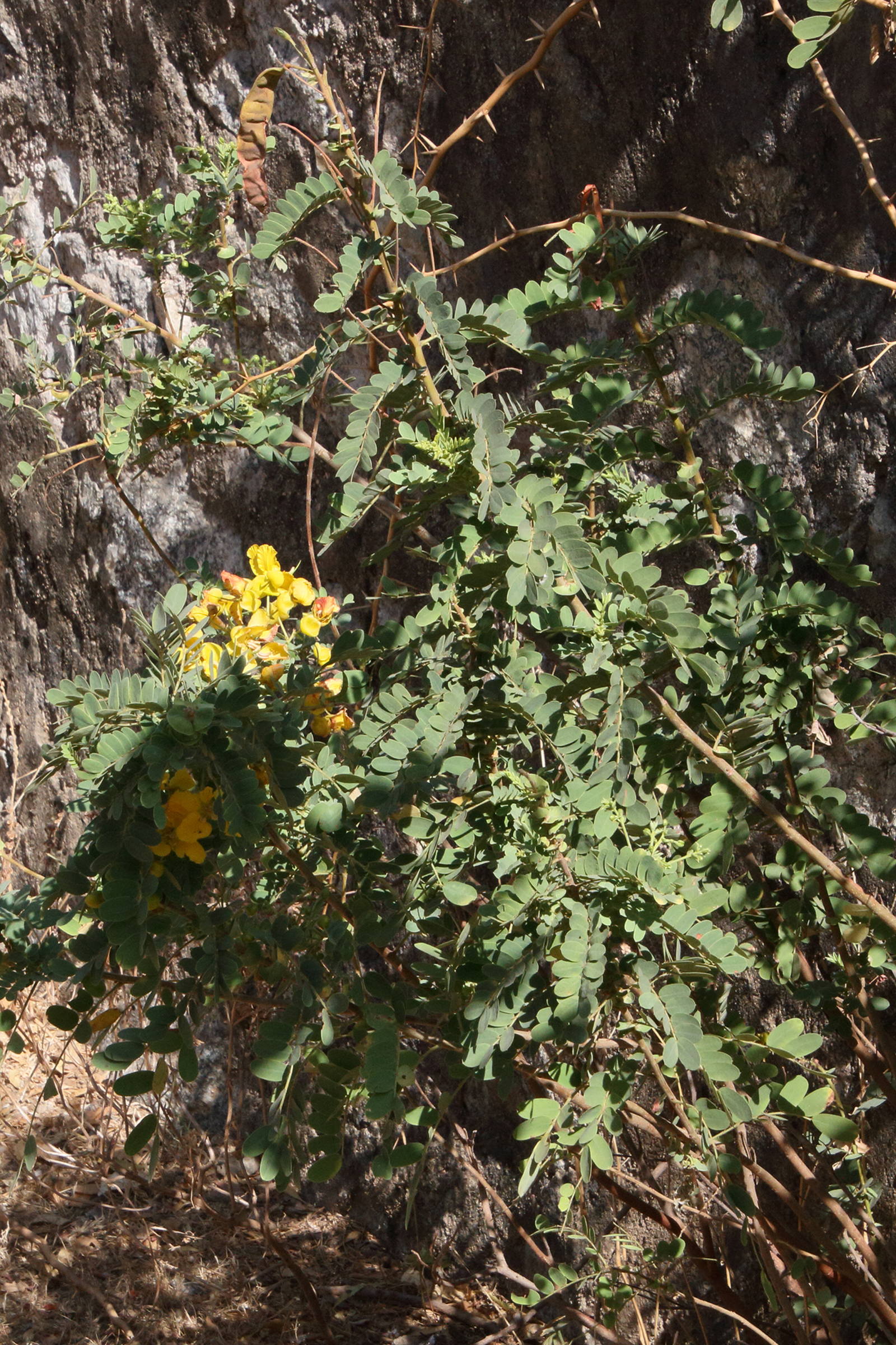 senna_auriculata1md