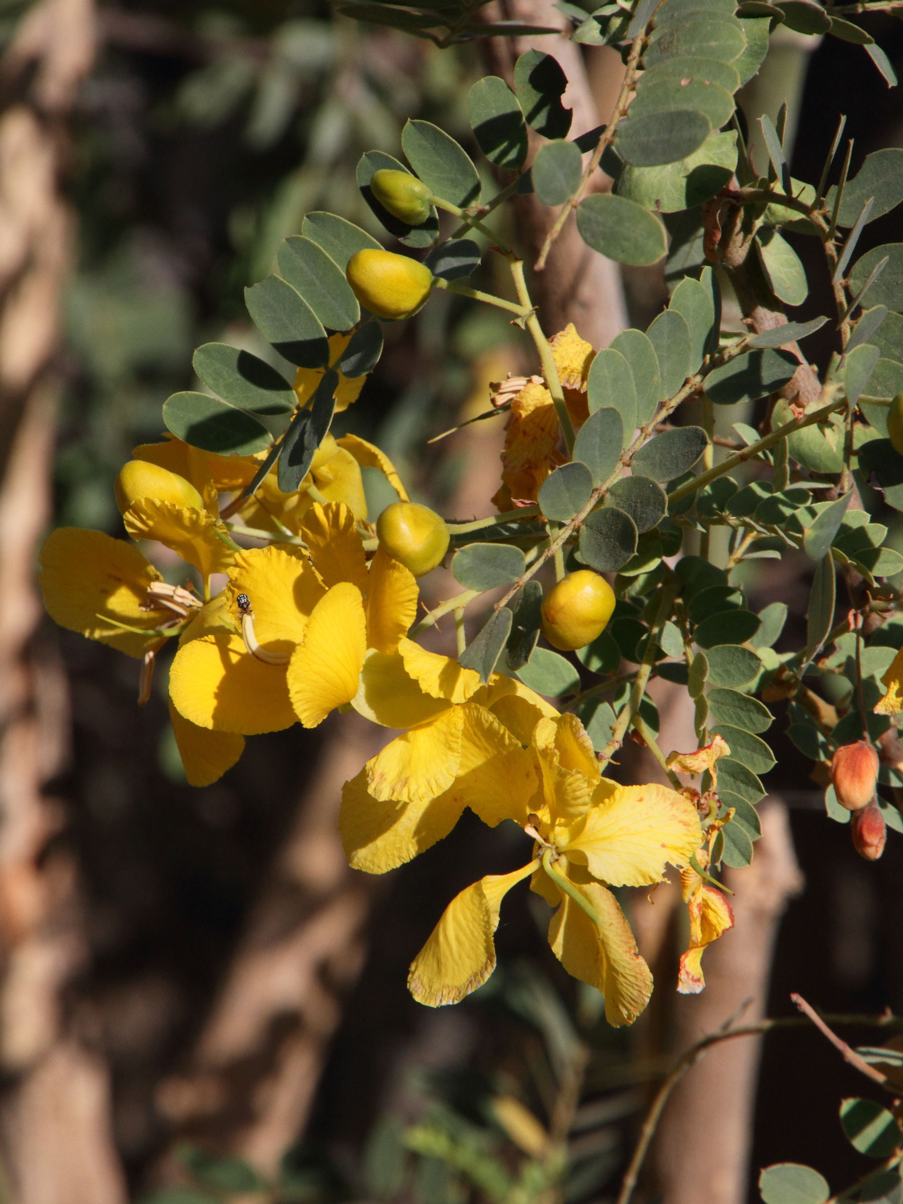 senna_auriculata3md