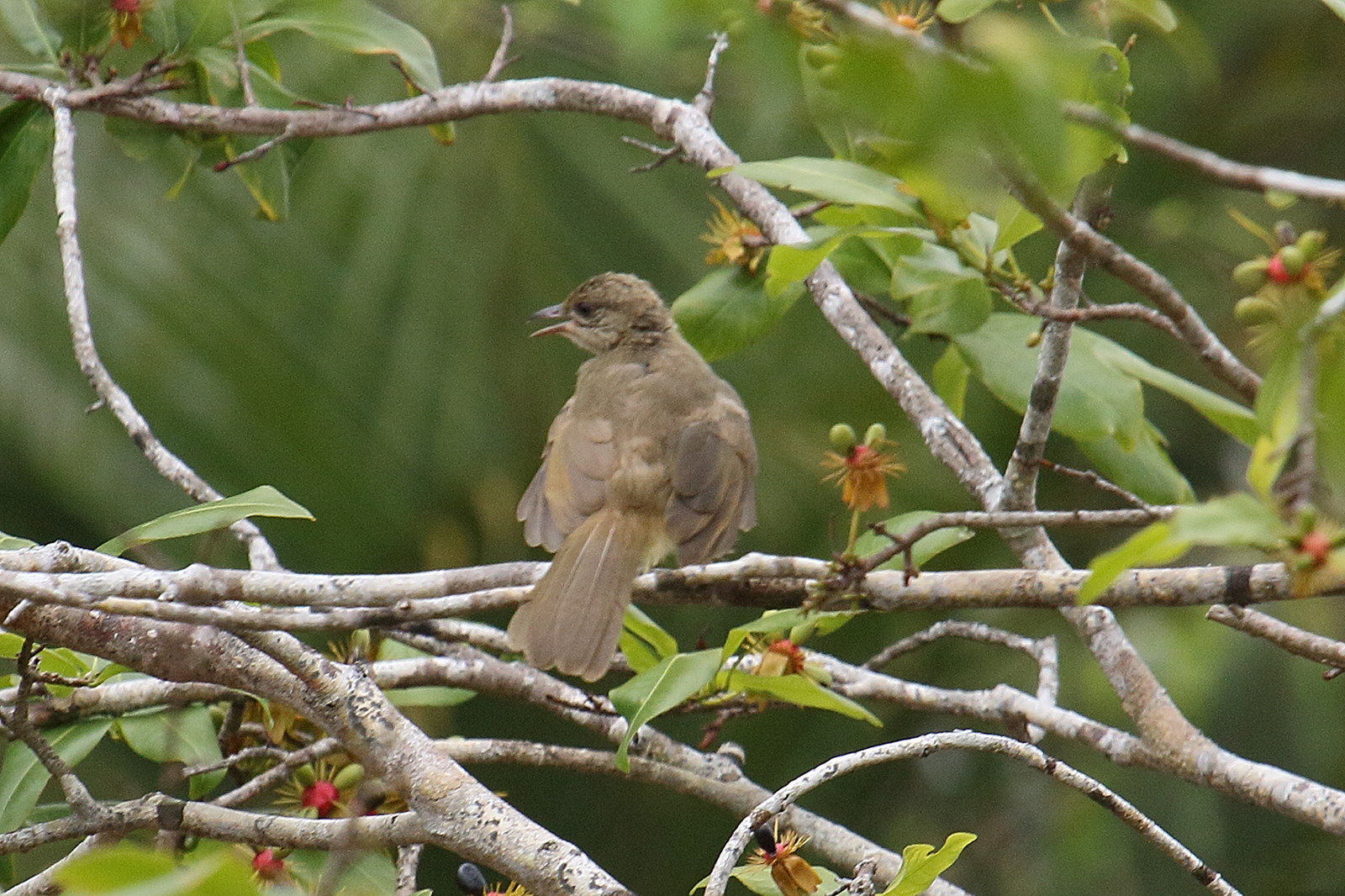 bulbul_de_conrad_-_pycnonotus_conradi4bd