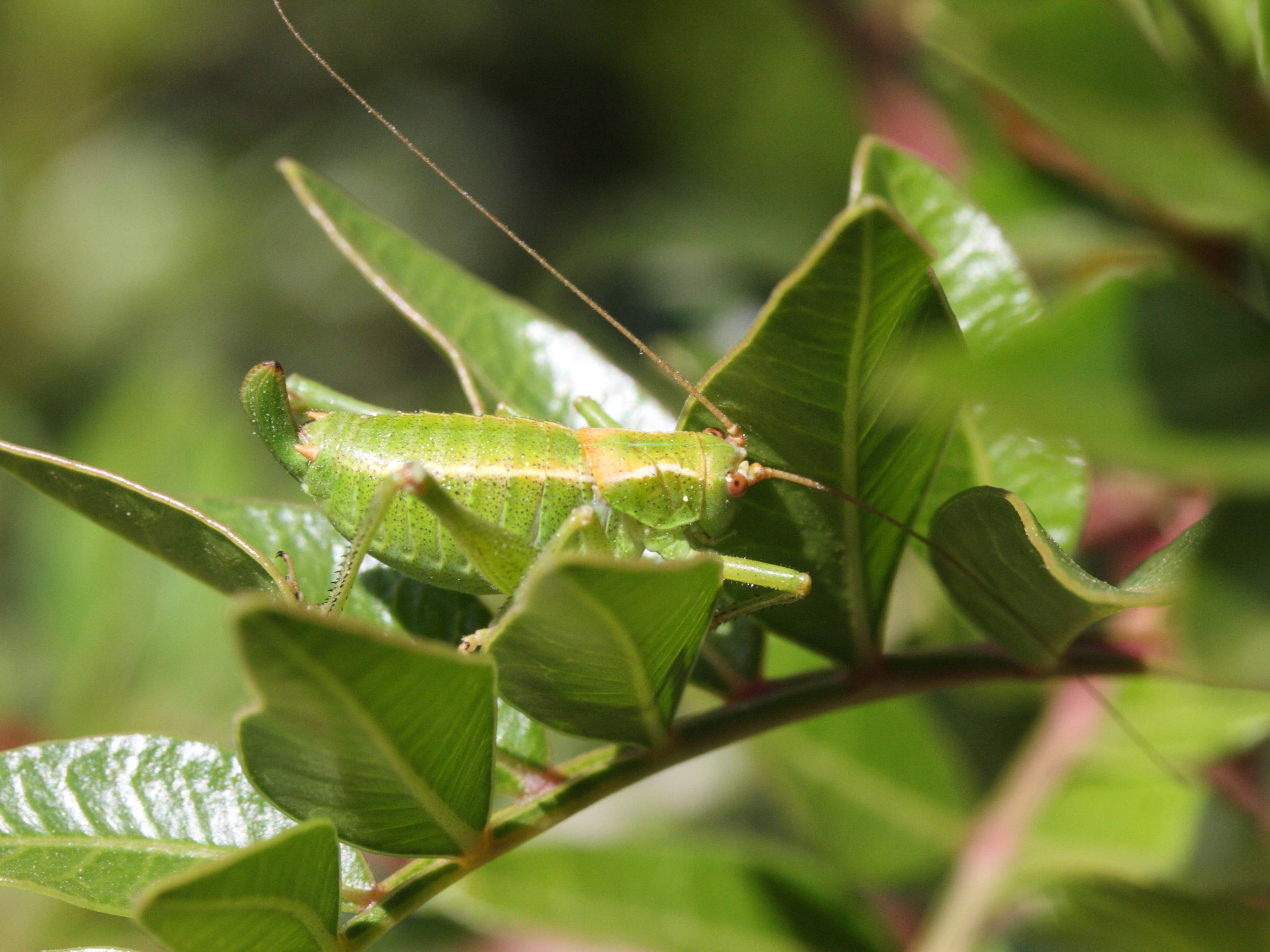 leptophyes_punctatissima10md