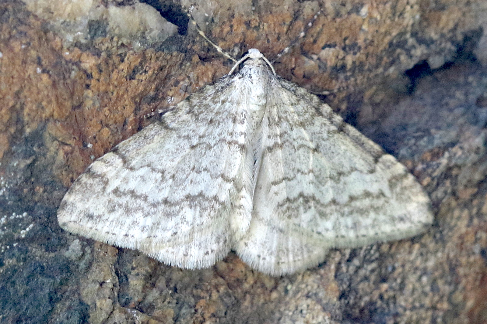 perizoma_albulata2bd