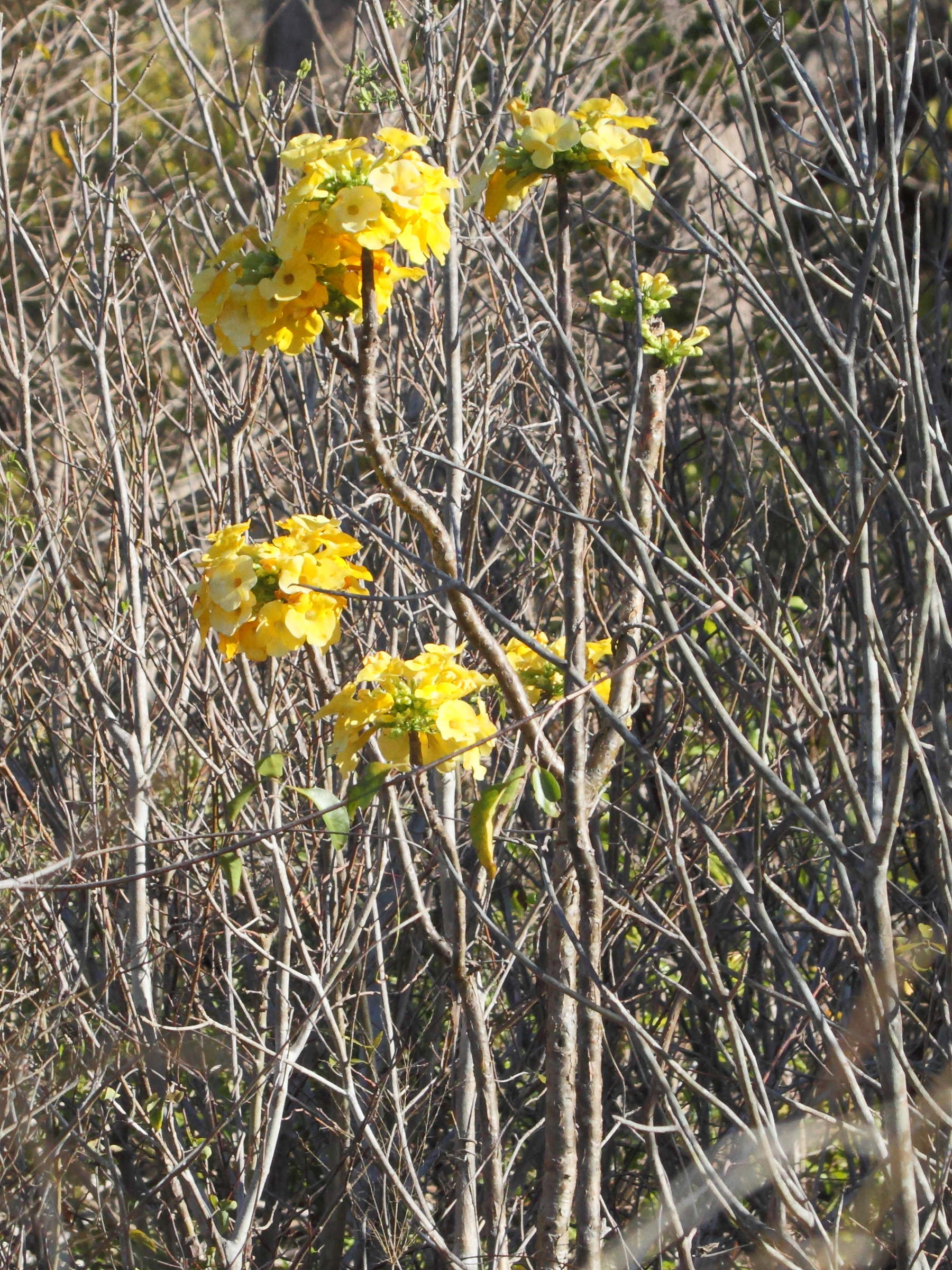 uncarina_roeoesliana2bd