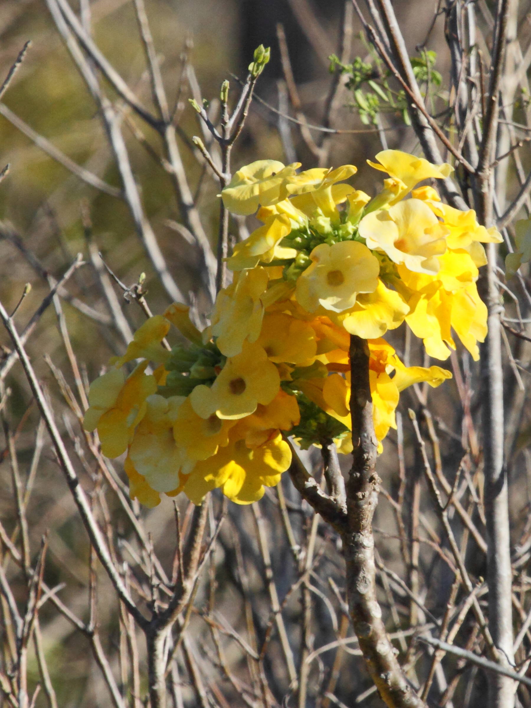 uncarina_uncarina_roeoeslianai3bd