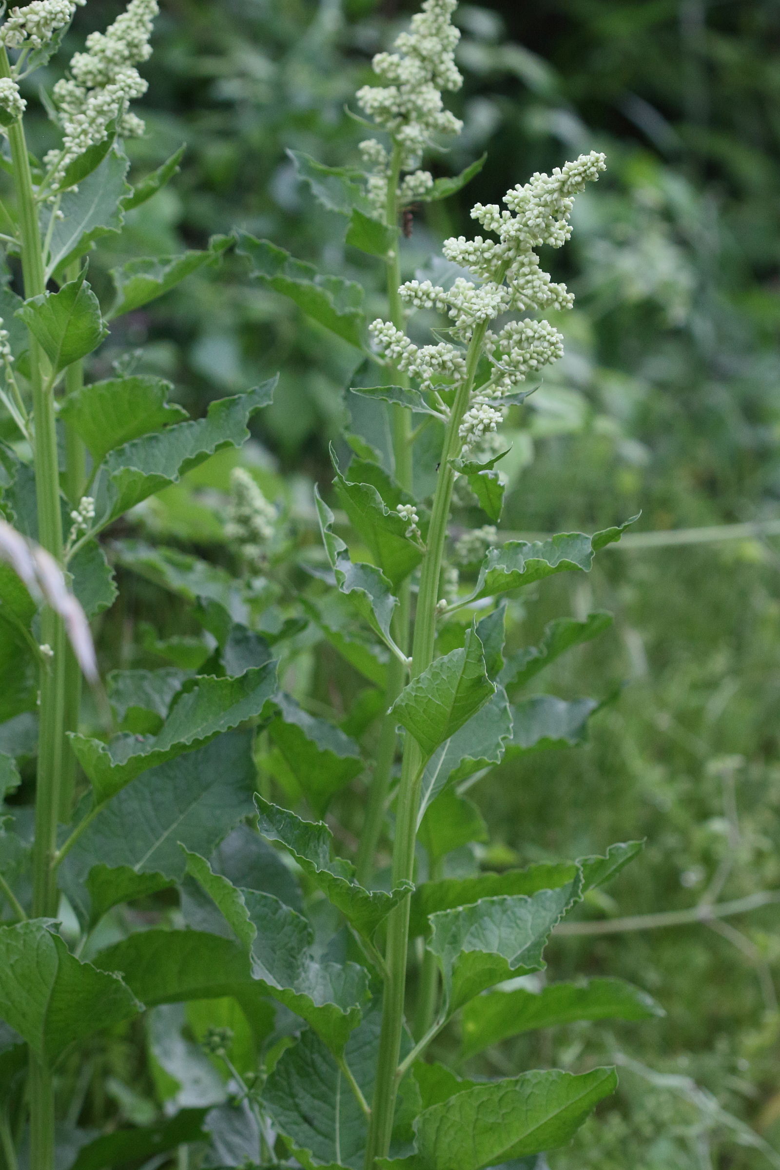 Afficher le média beta_trigyna2md beta_trigyna2md