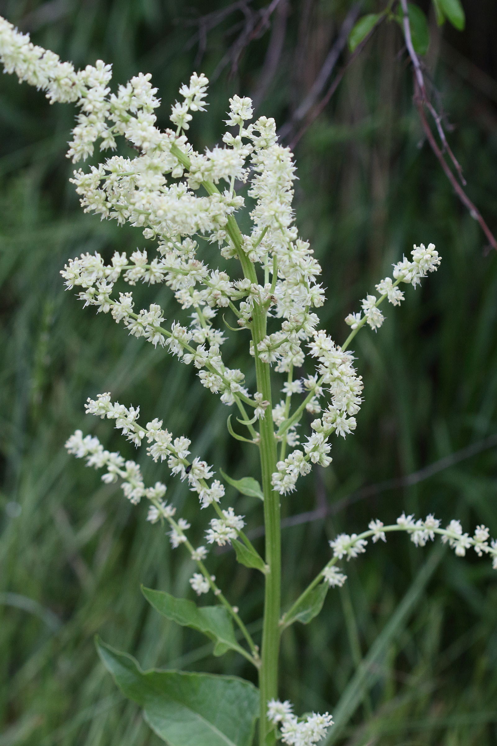 Afficher le média beta_trigyna3md beta_trigyna3md