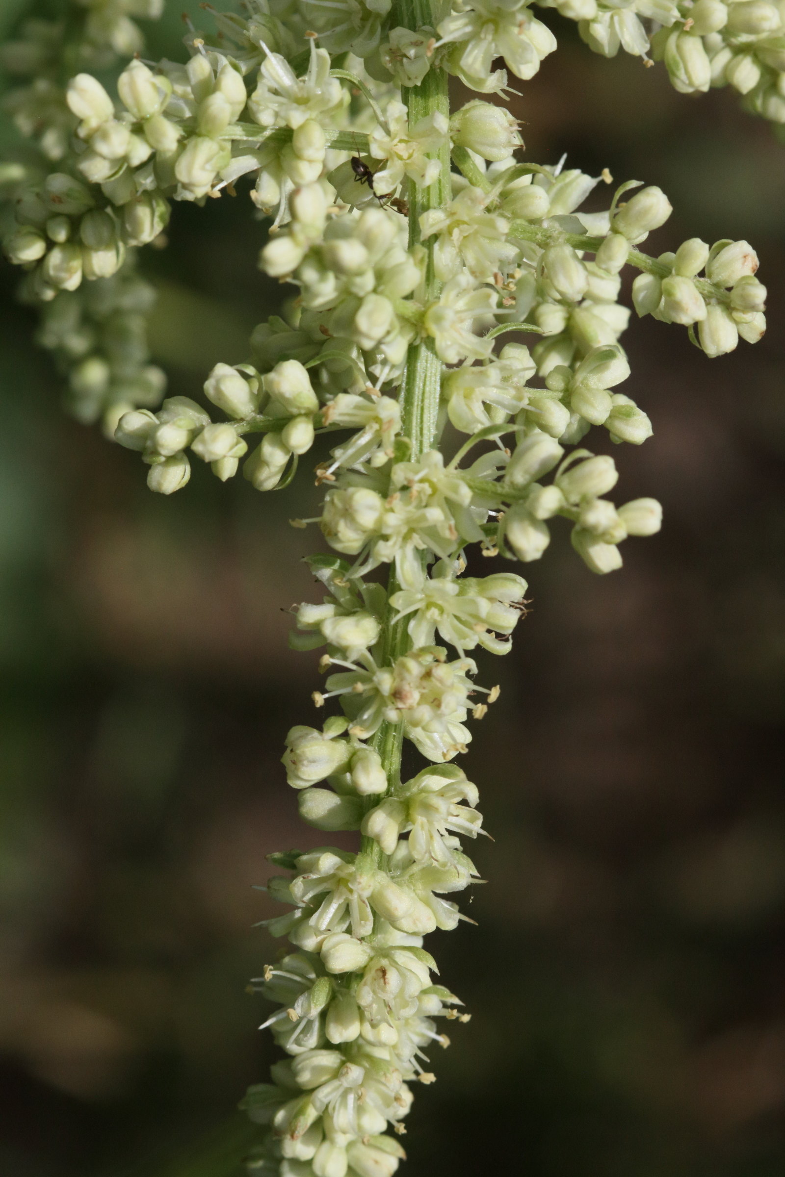 Afficher le média beta_trigyna4md beta_trigyna4md