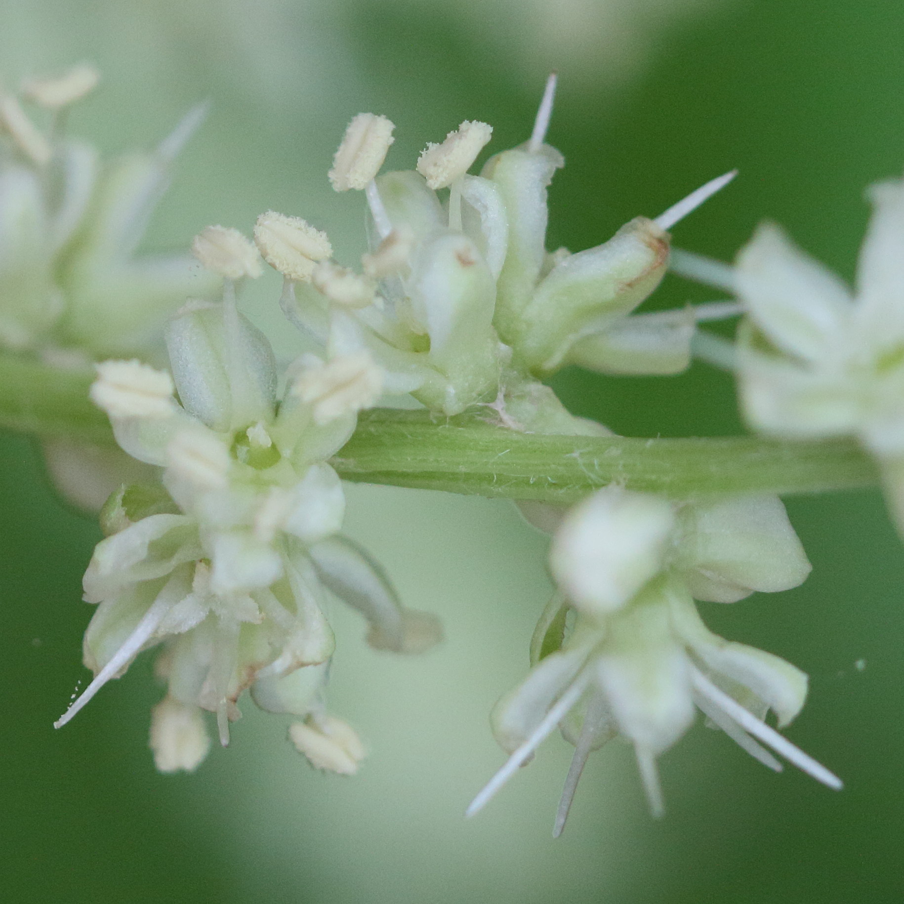 Afficher le média beta_trigyna5md beta_trigyna5md