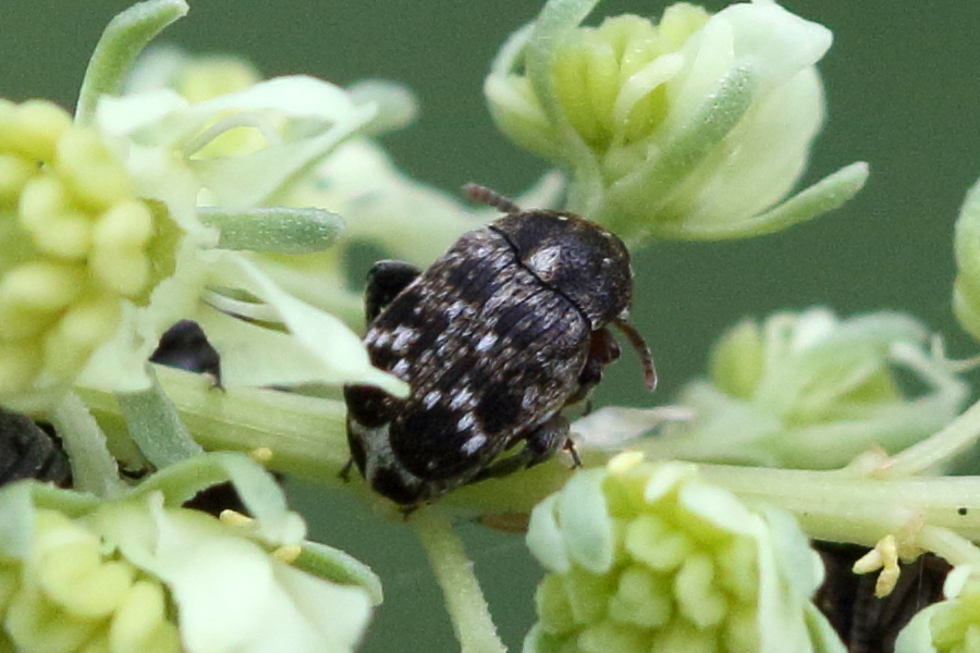 bruchus_brachialis1bd