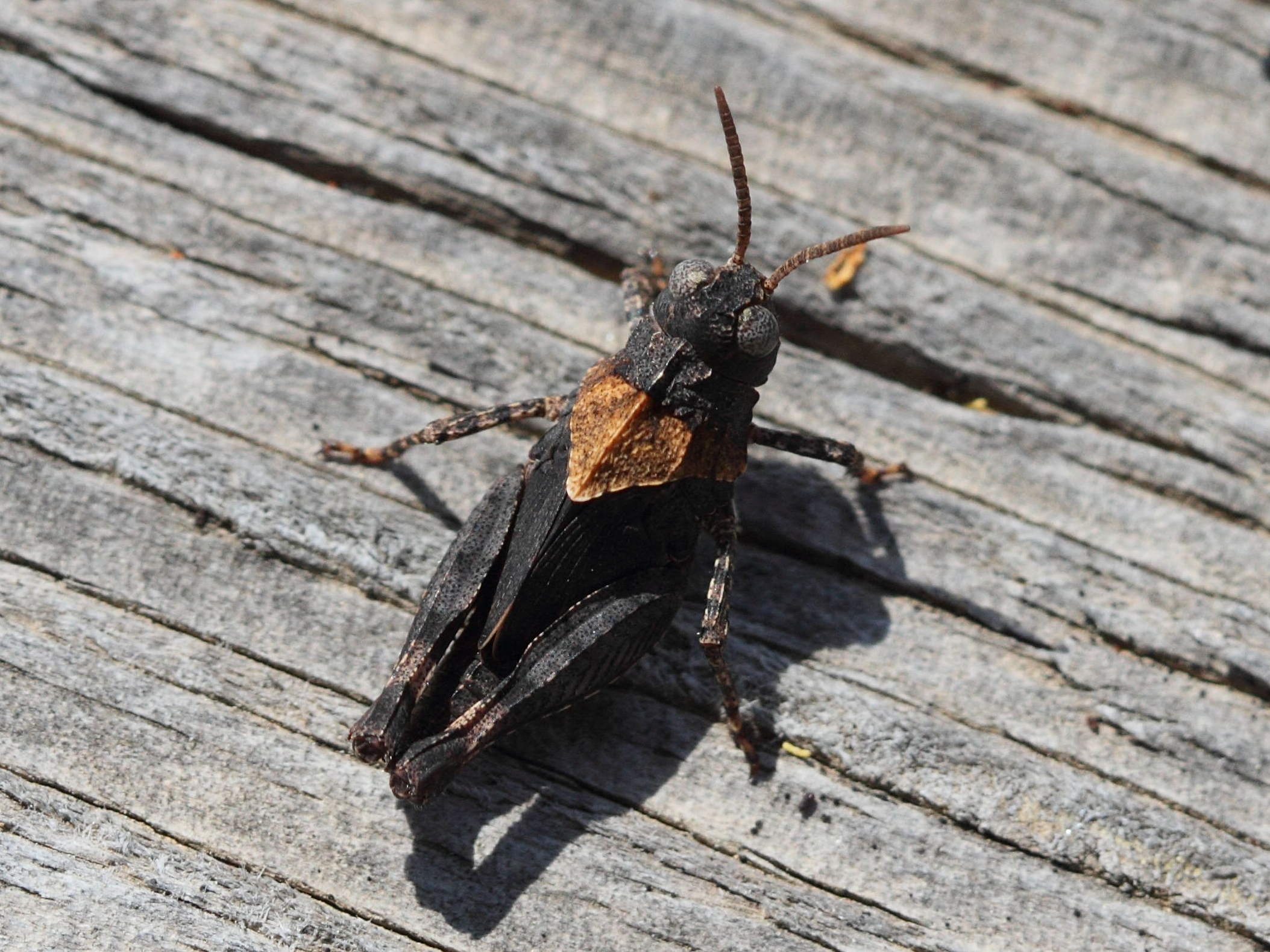 oedipoda_caerulescens7bd