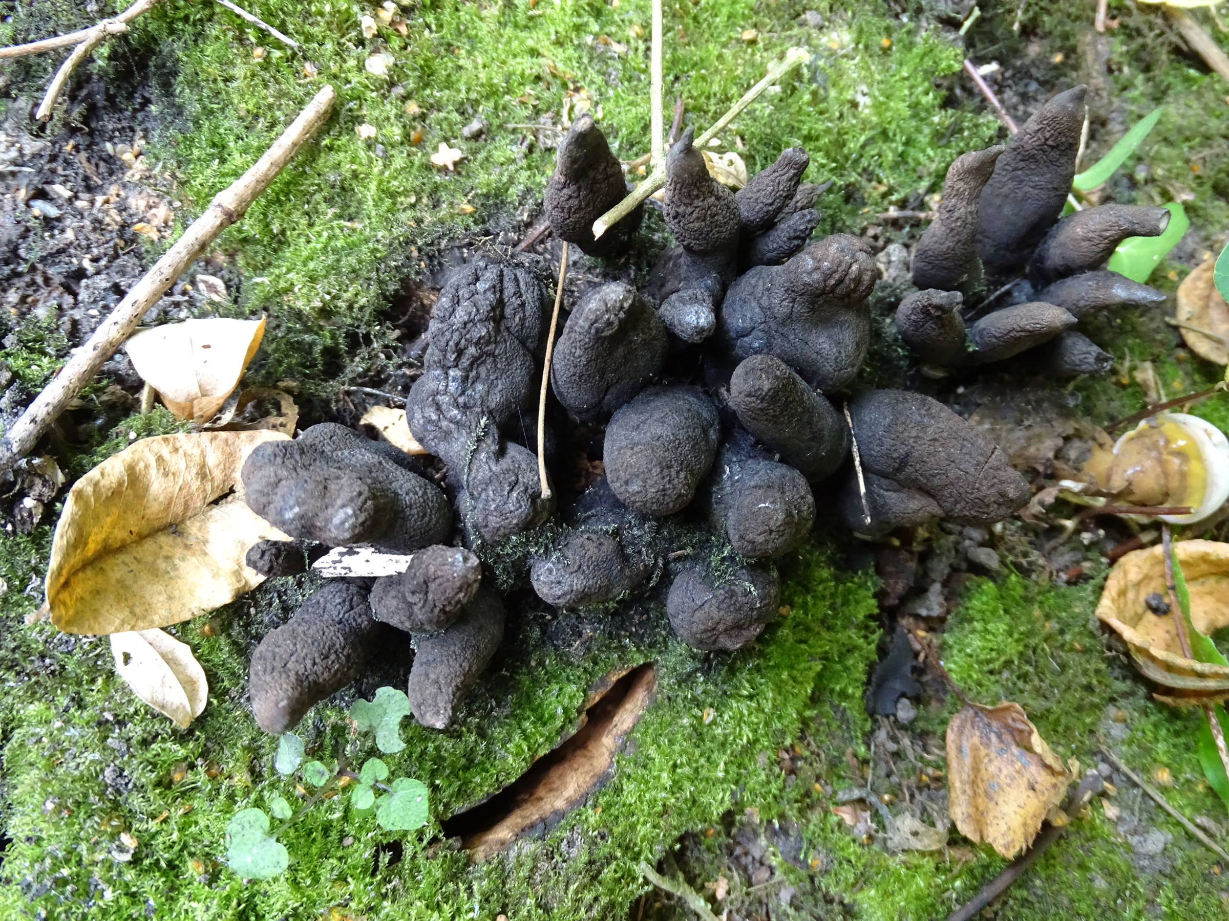 Afficher le média xylaria_polymorpga7mv xylaria_polymorpga7mv