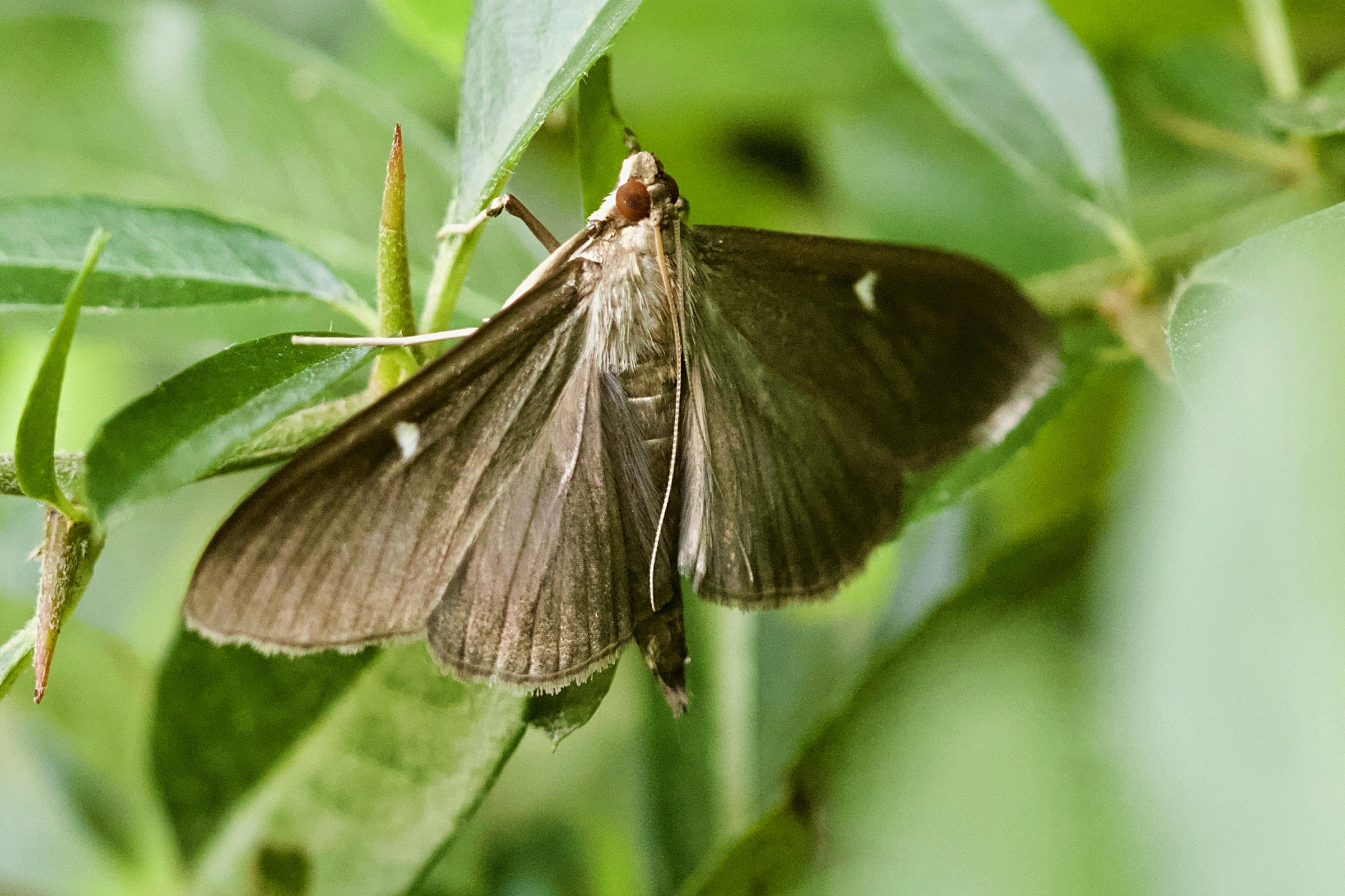 cydalima_perspectalis3md