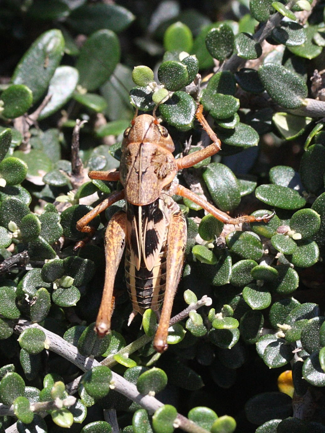 decticus_albifrons5md