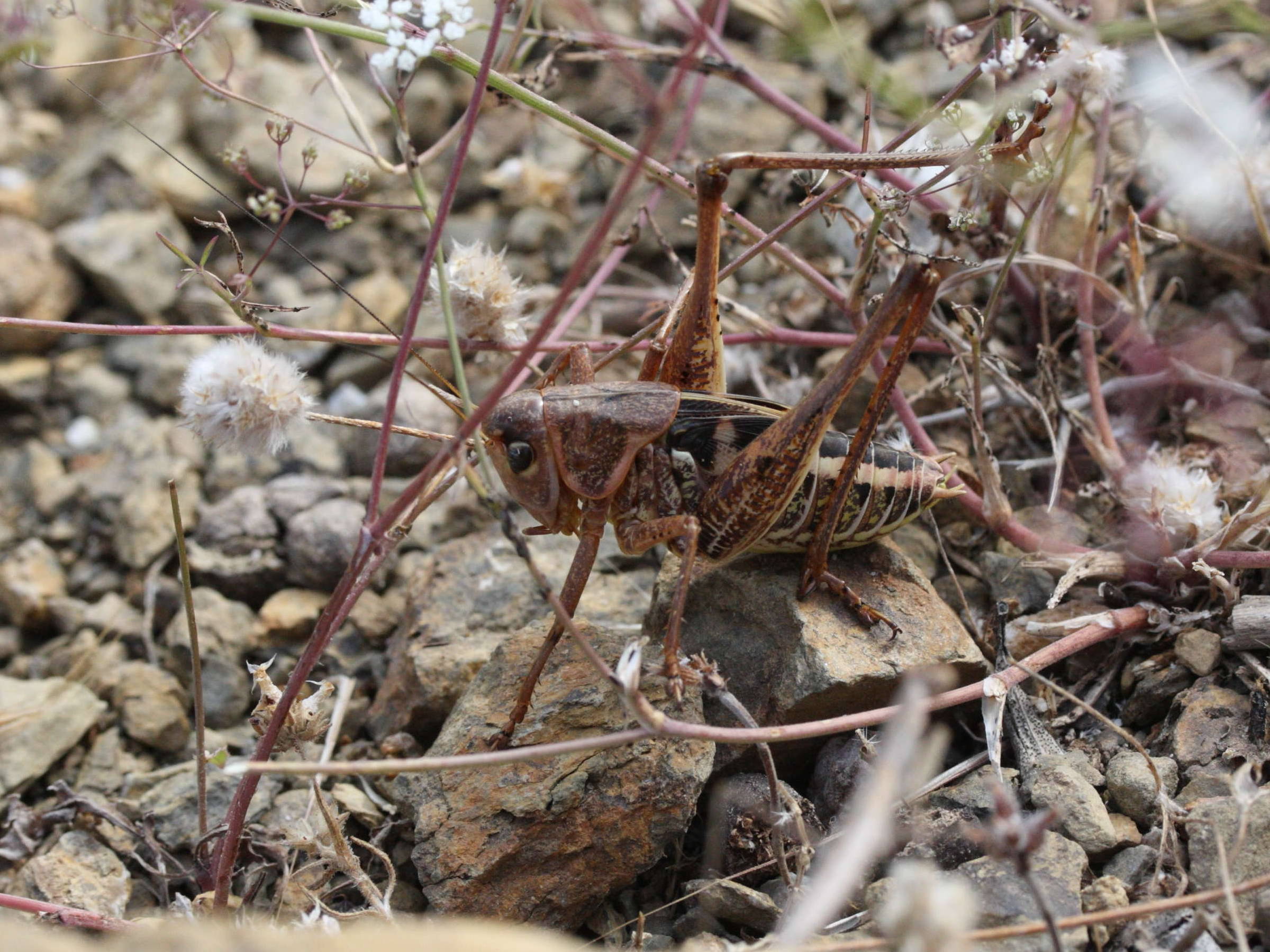 decticus_albifrons6md