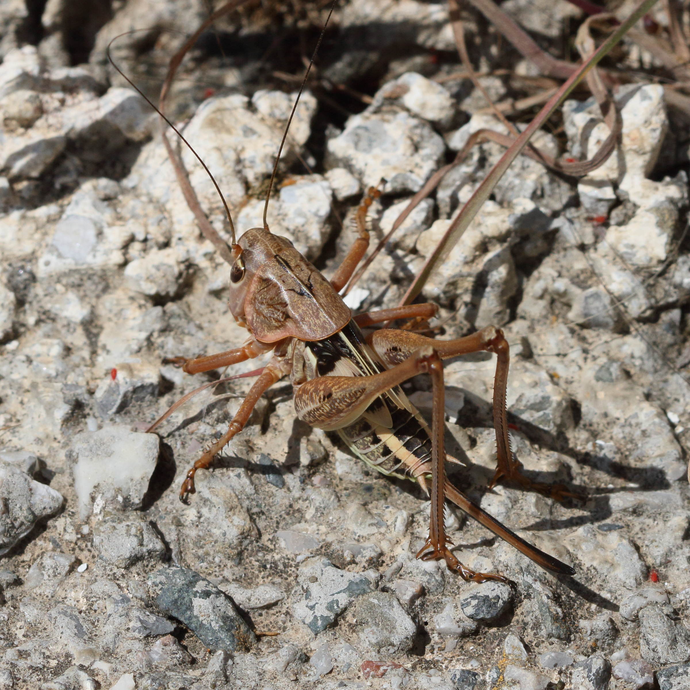 decticus_albifrons7bd