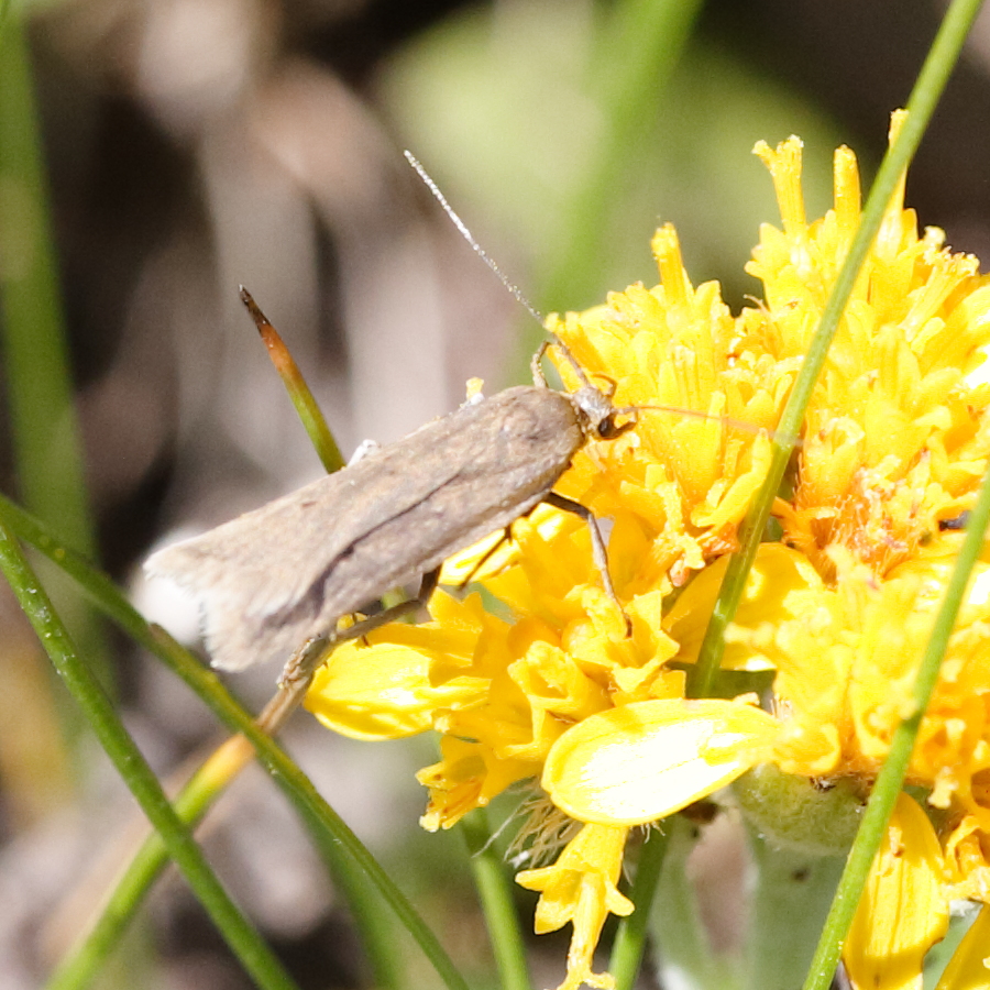 acompsia_cinerella1md