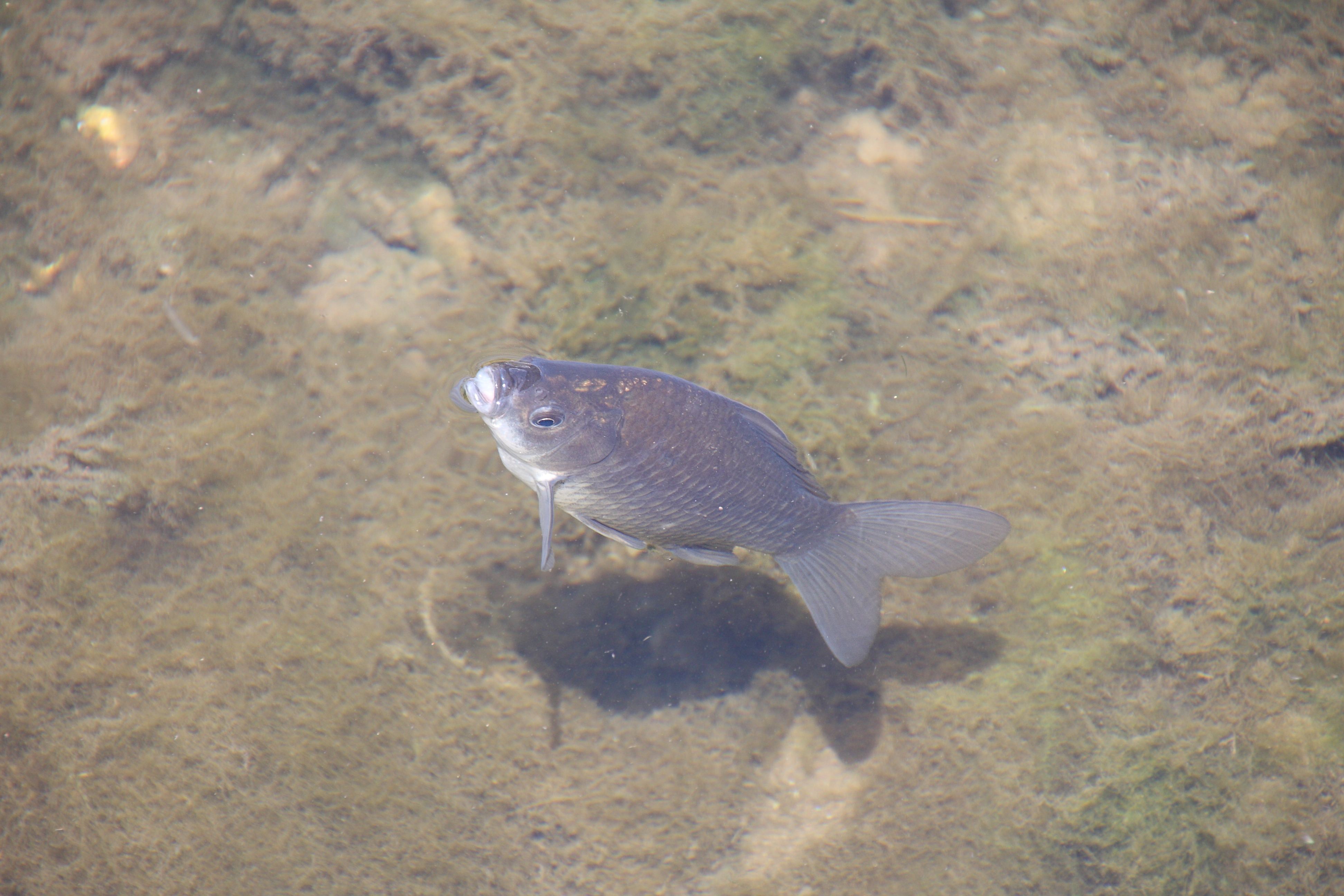 Afficher le média carassius_gibelio1bd carassius_gibelio1bd
