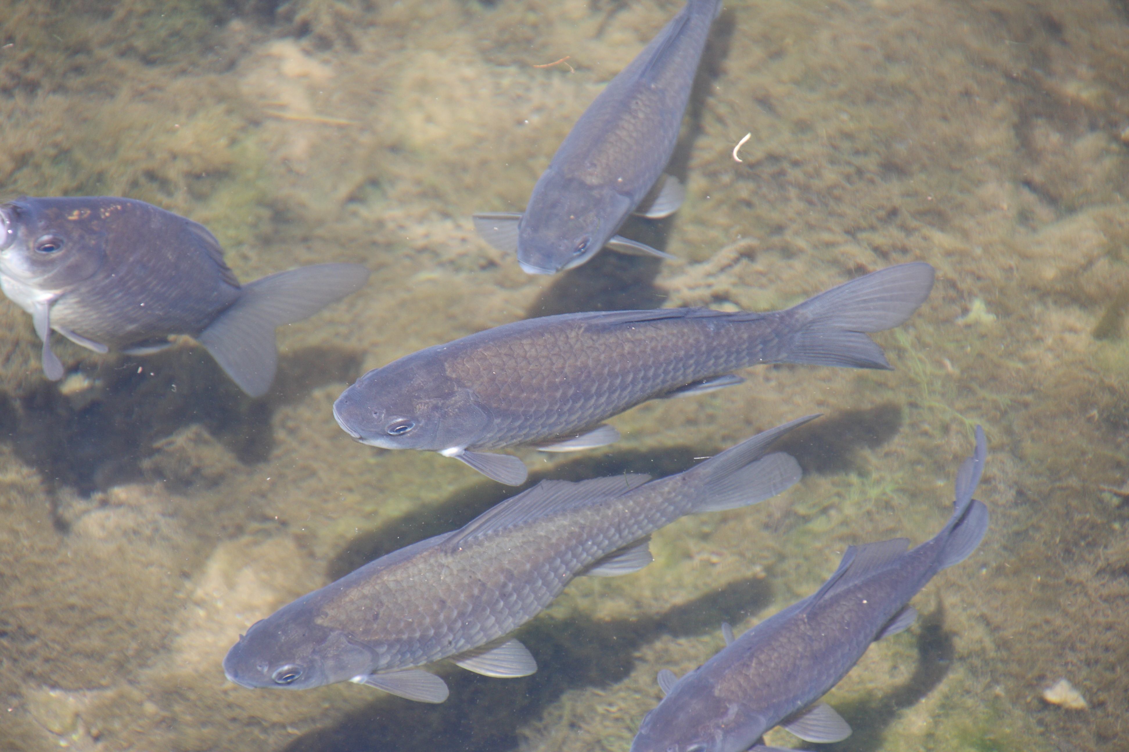 Afficher le média carassius_gibelio2bd carassius_gibelio2bd