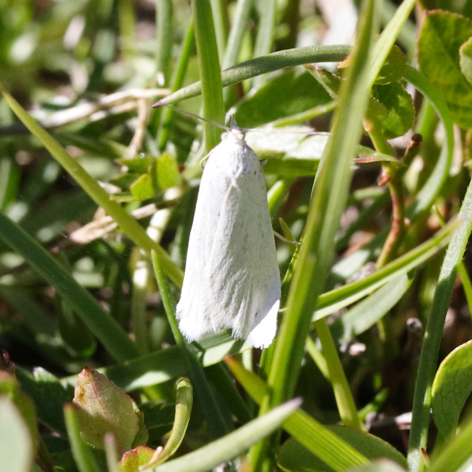 coscinia_cribaria1md